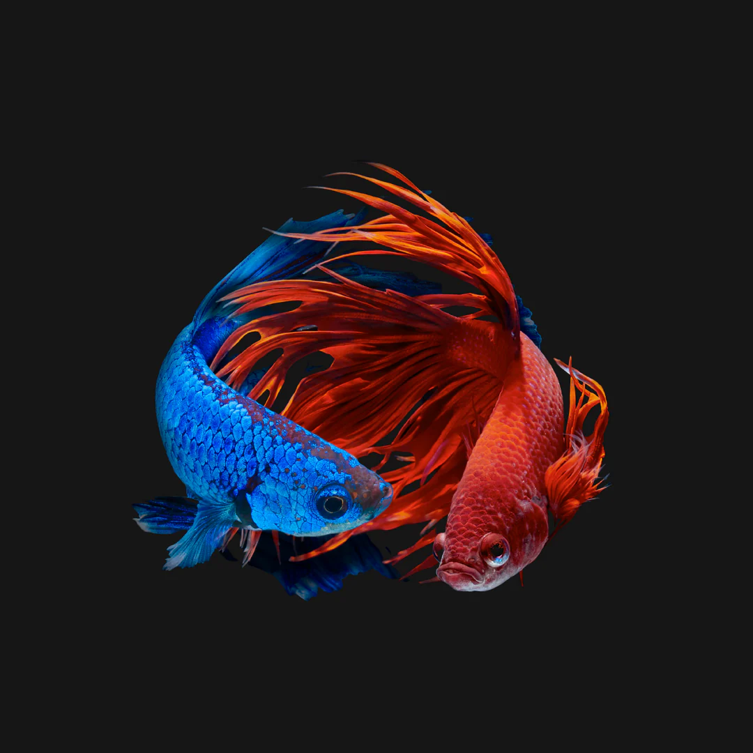 Masterpieces of the Underwater World