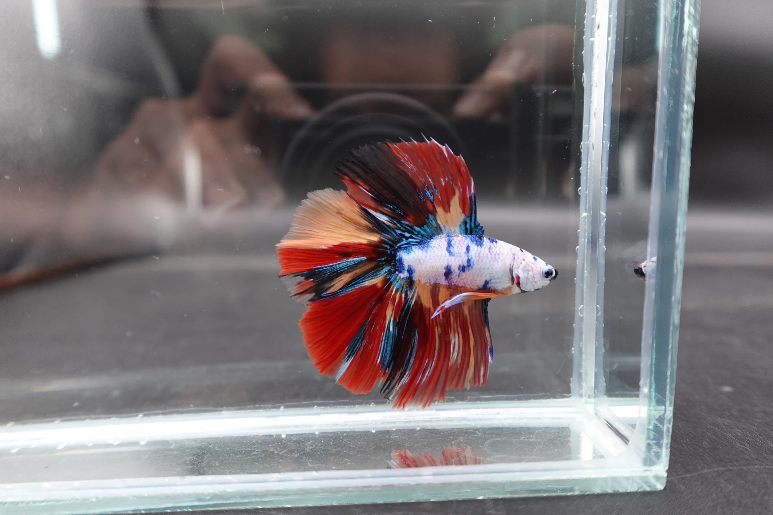 2ND DOUBLETAIL LONGFIN - Multicolors Betta Fish (MALE) - Image 2