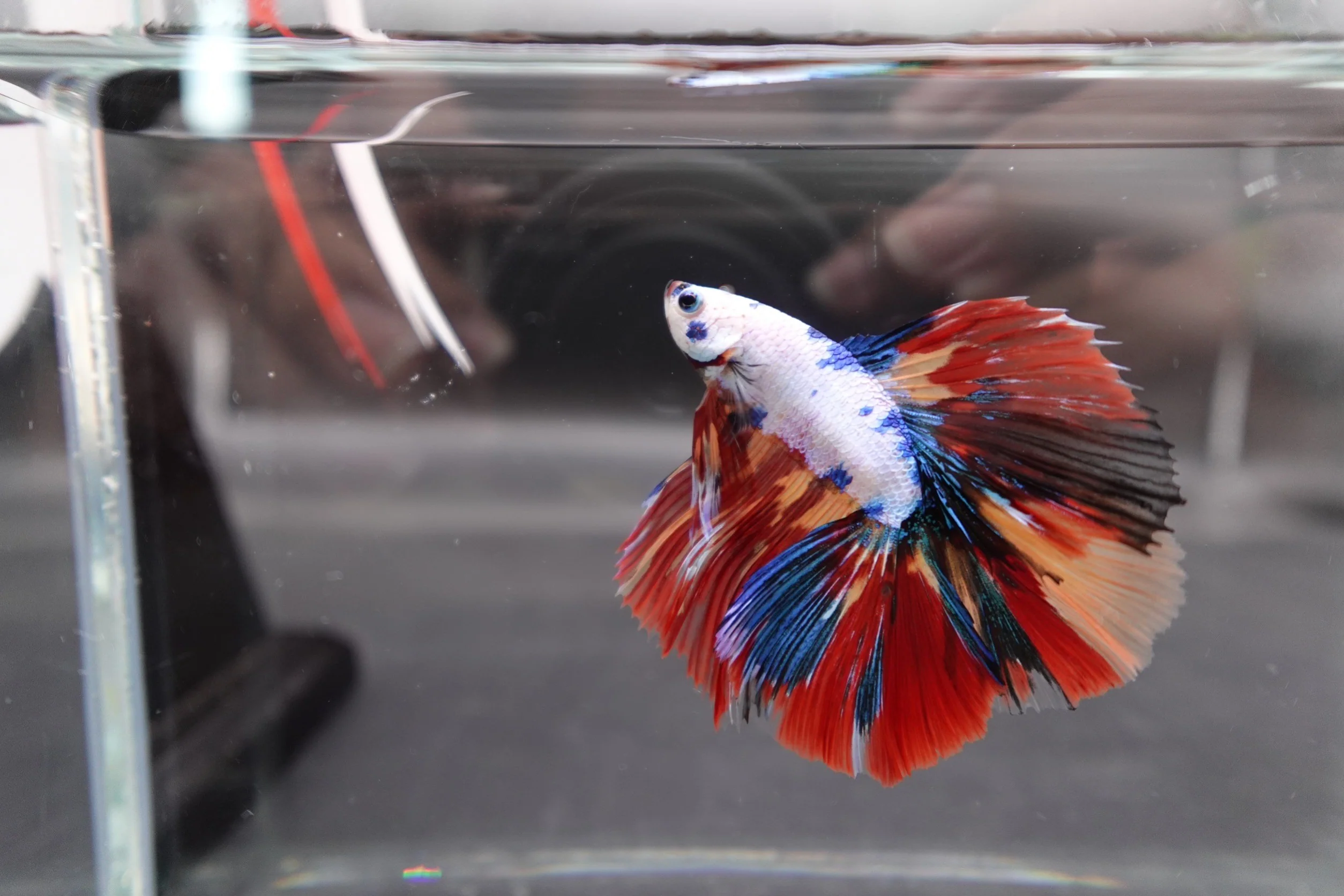 2ND DOUBLETAIL LONGFIN - Multicolors Betta Fish (MALE) - Image 3
