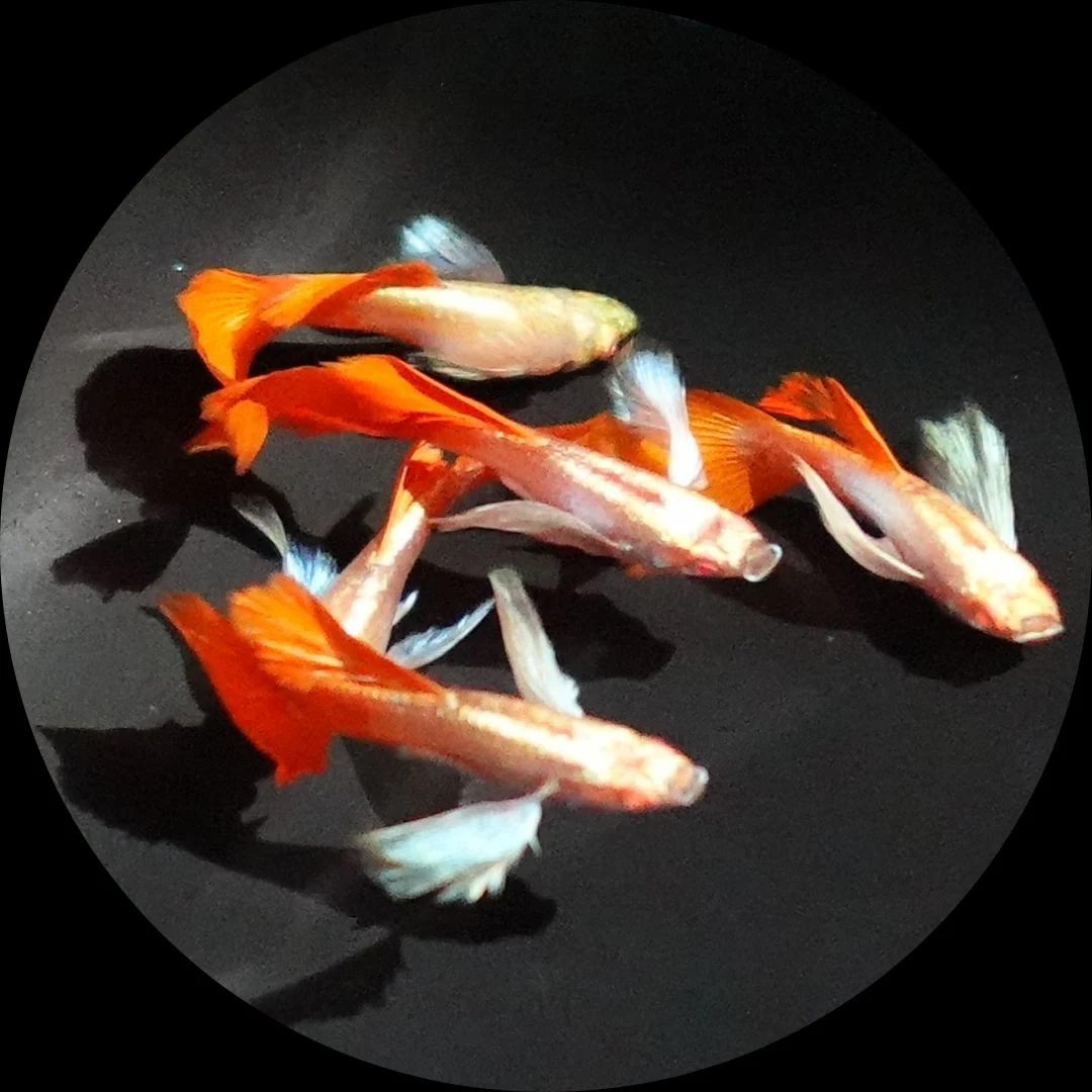 Albino Dumbo Ear Red Tail Guppy Fish