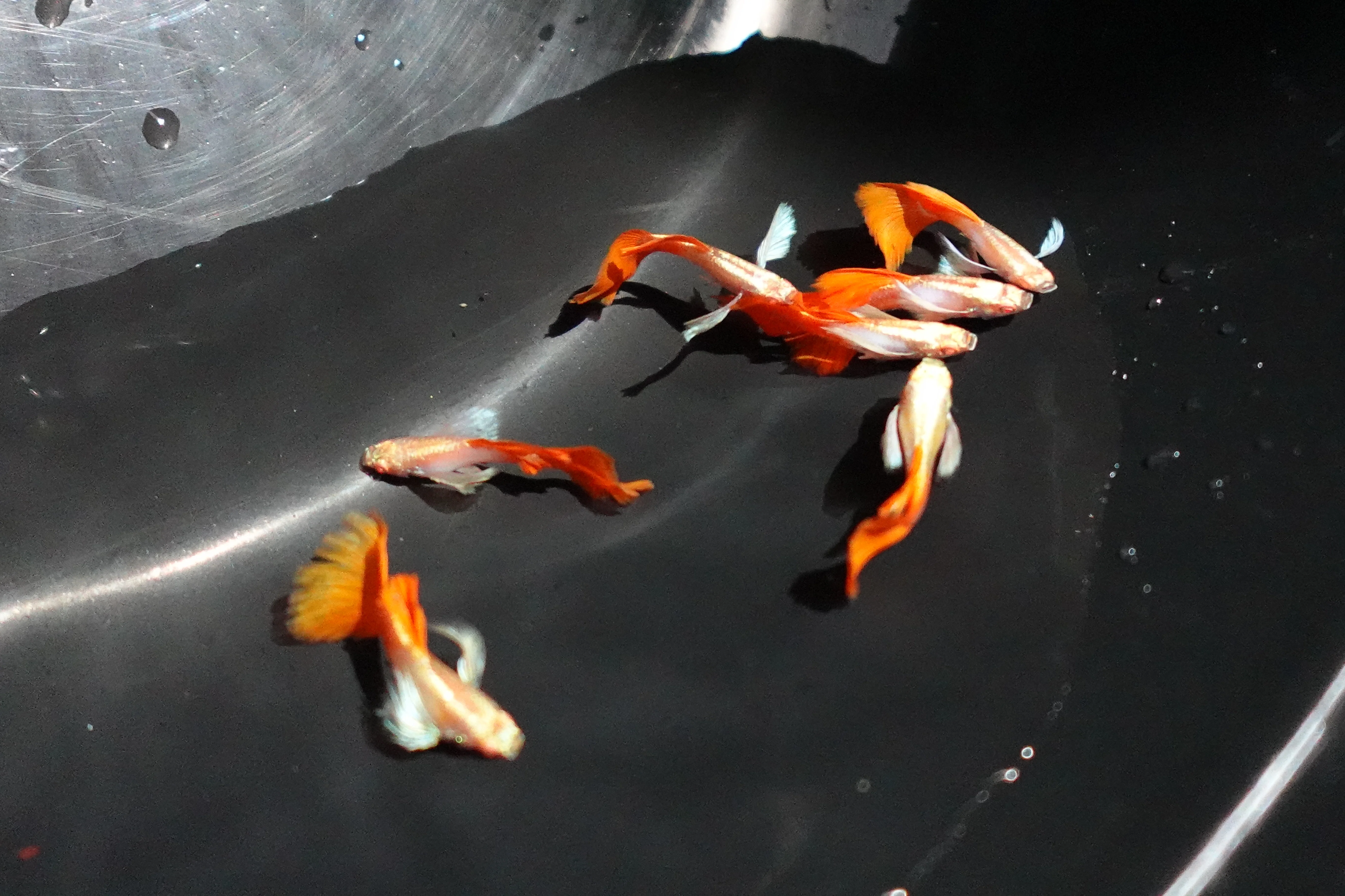 Albino Dumbo Ear Red Tail Guppy Fish - Image 2