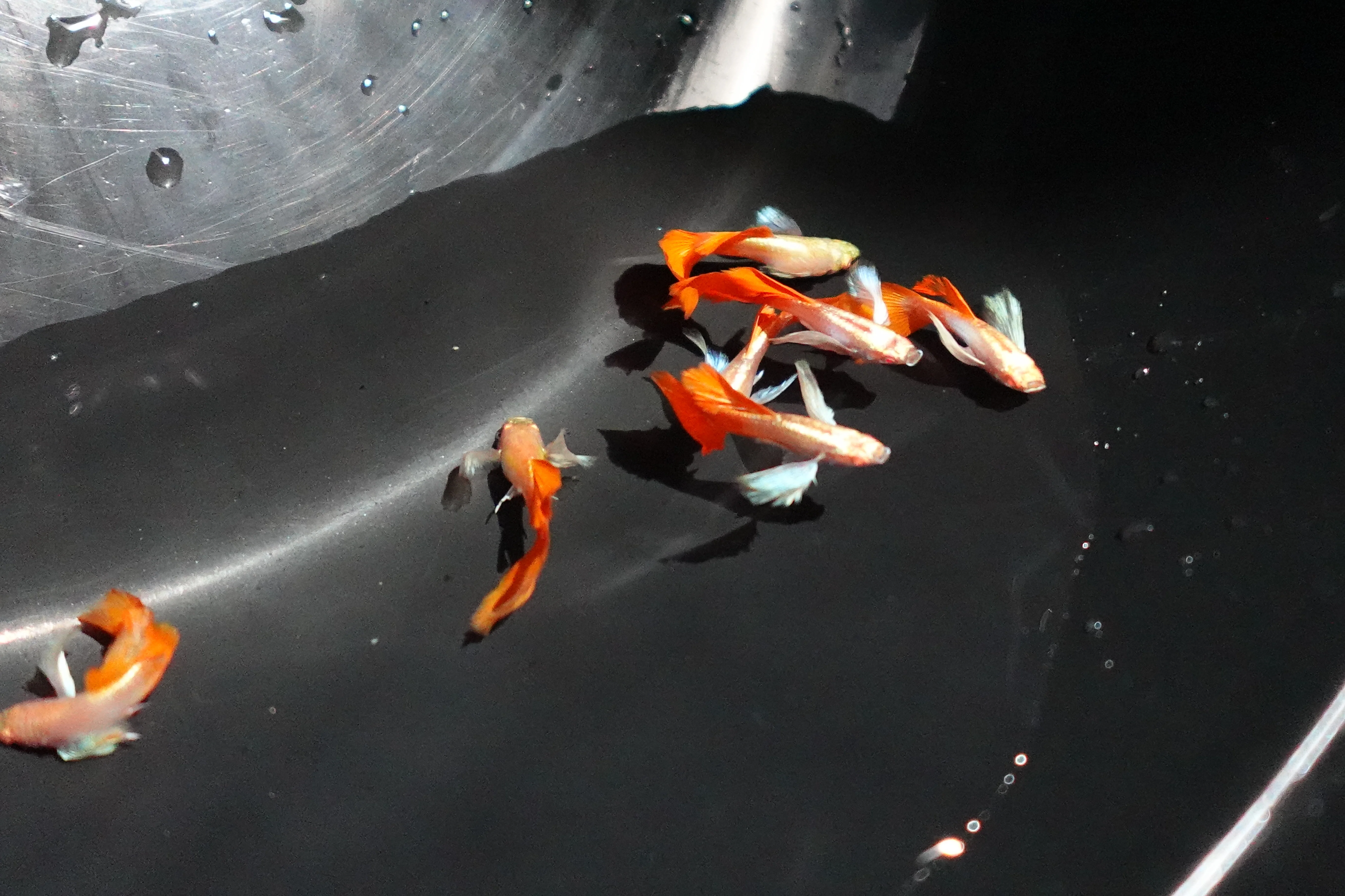 Albino Dumbo Ear Red Tail Guppy Fish - Image 3