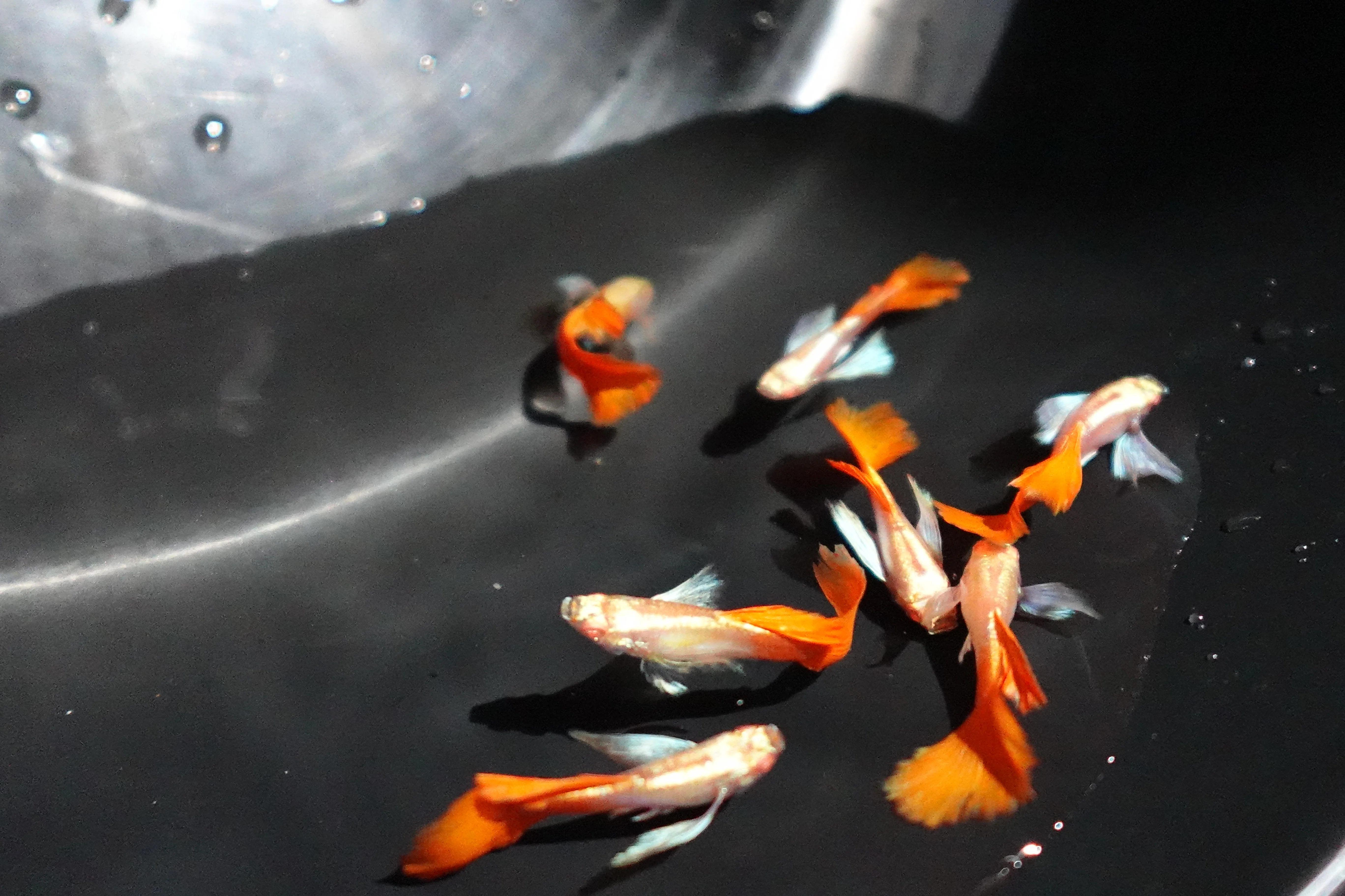 Albino Dumbo Ear Red Tail Guppy Fish - Image 4