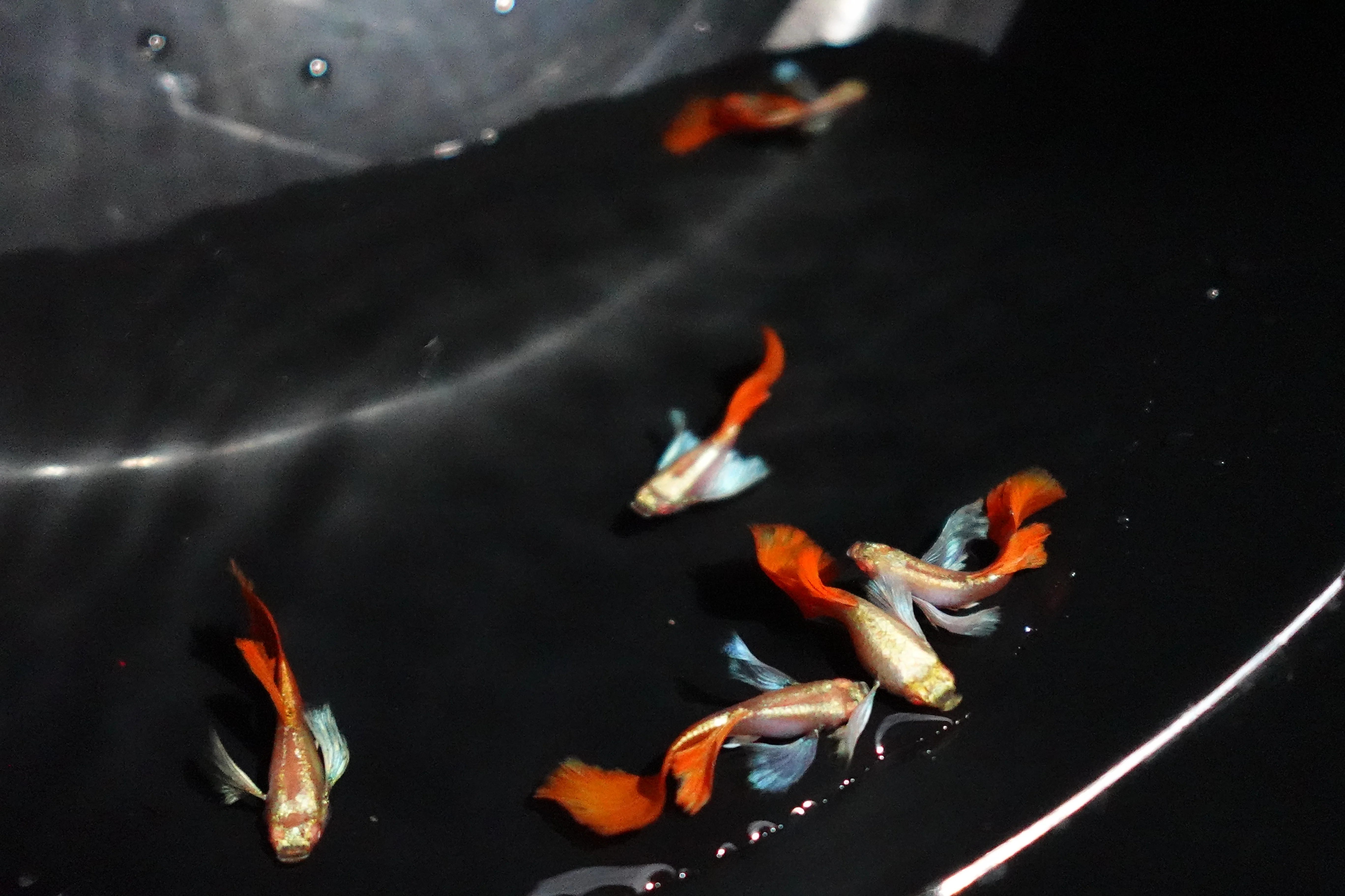 Albino Dumbo Ear Red Tail Guppy Fish - Image 5
