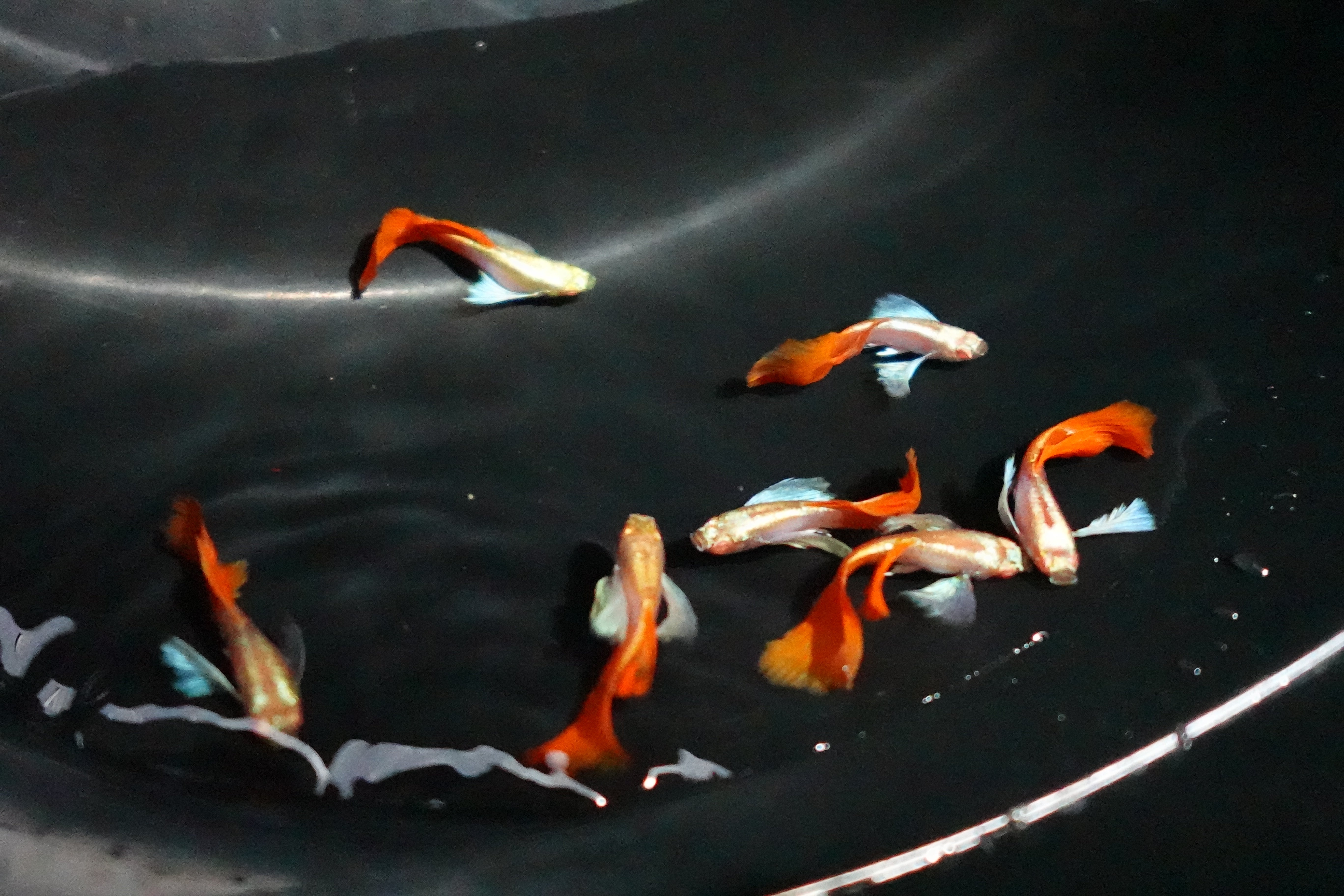 Albino Dumbo Ear Red Tail Guppy Fish - Image 6