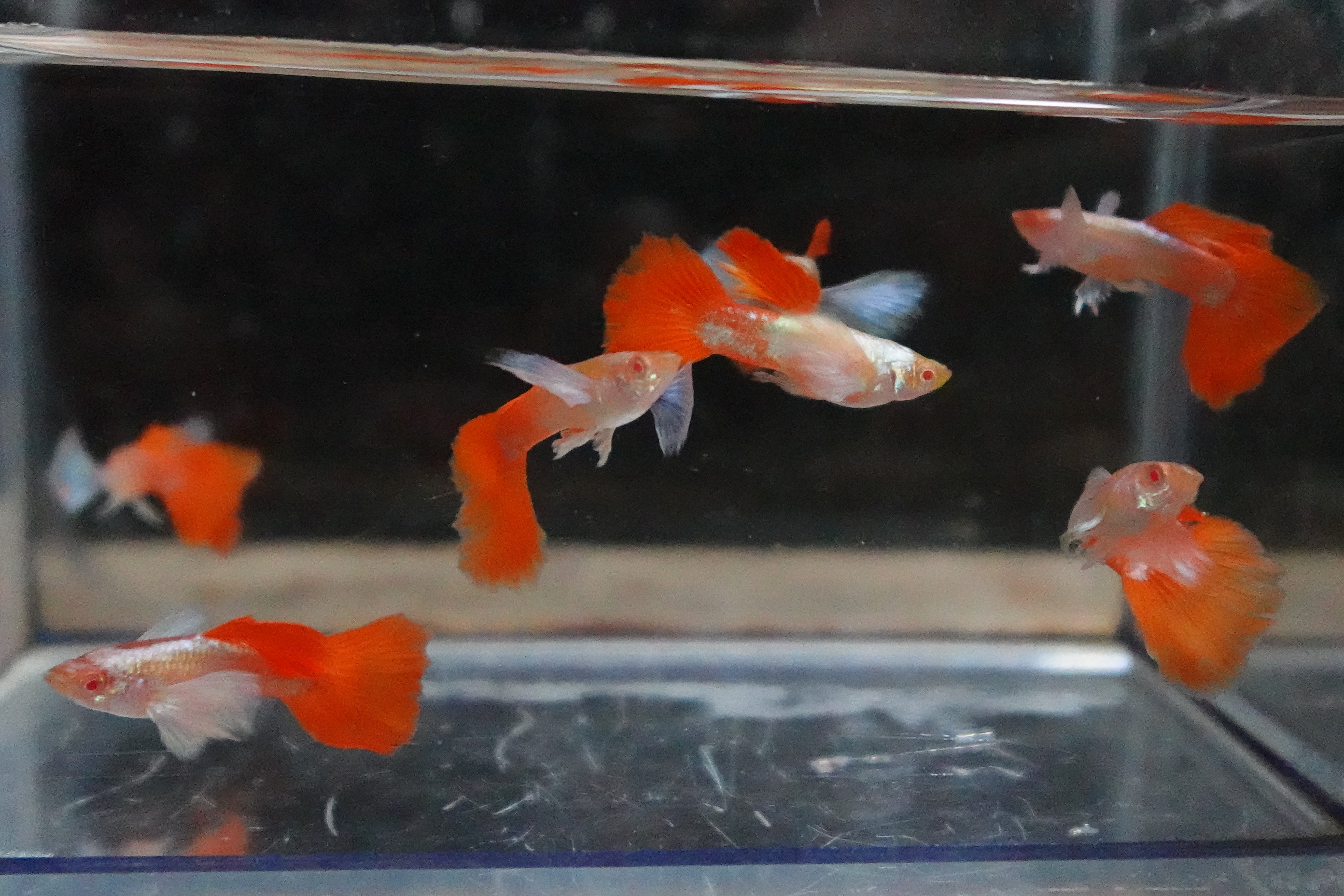 Albino Dumbo Ear Red Tail Guppy Fish - Image 7