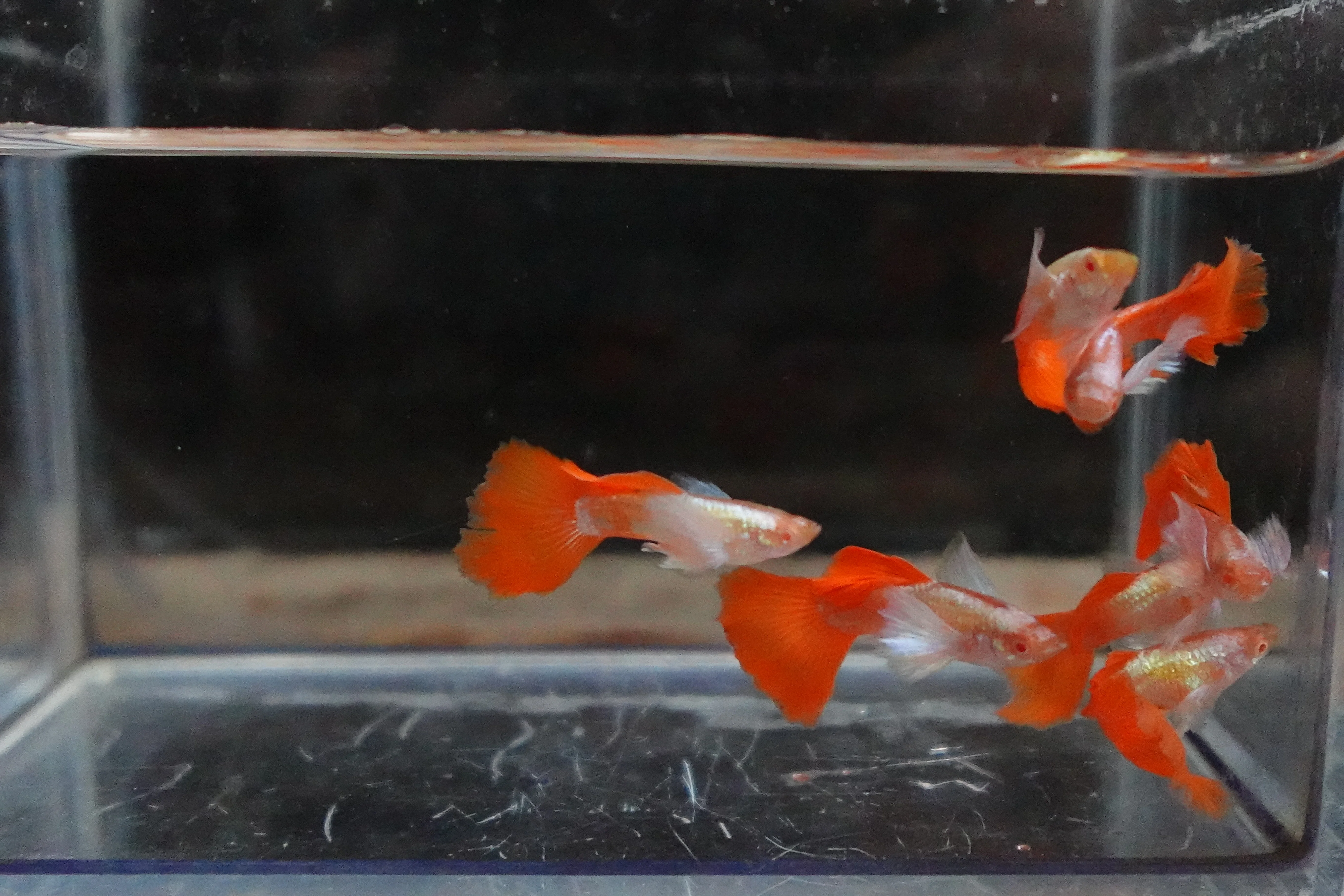 Albino Dumbo Ear Red Tail Guppy Fish - Image 8