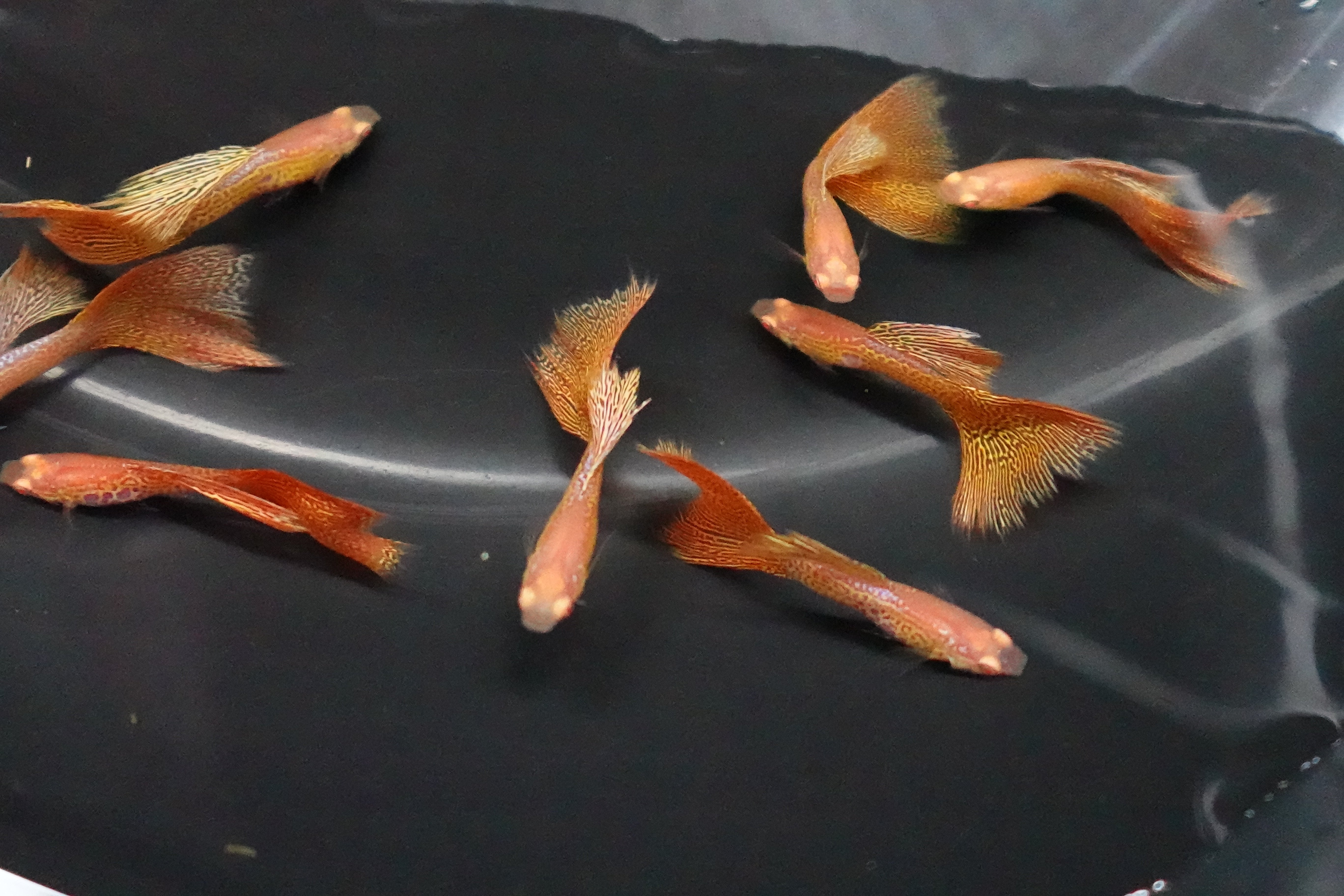 Albino Metal Yellow Lace Guppy Fish - Image 2