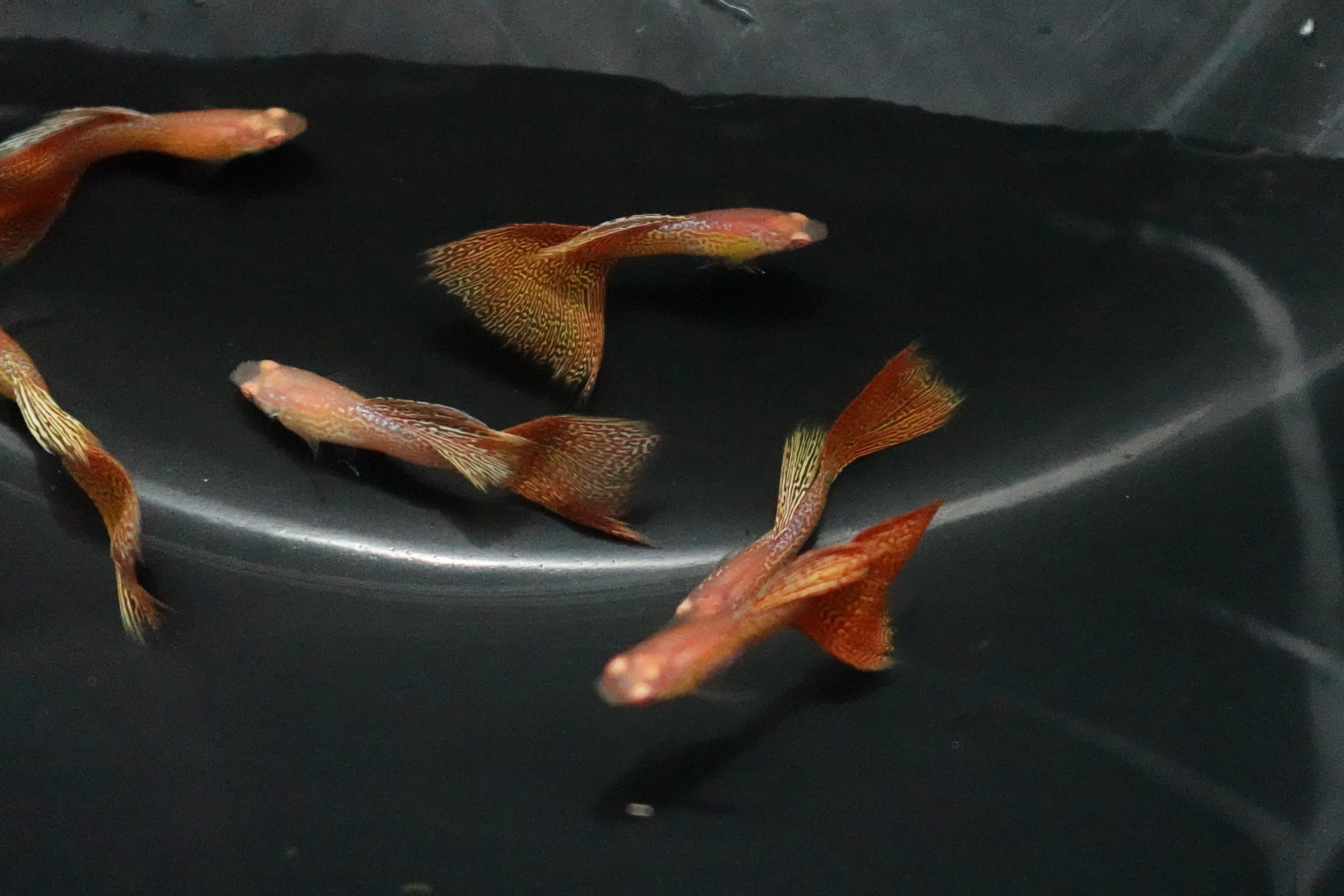 Albino Metal Yellow Lace Guppy Fish - Image 3