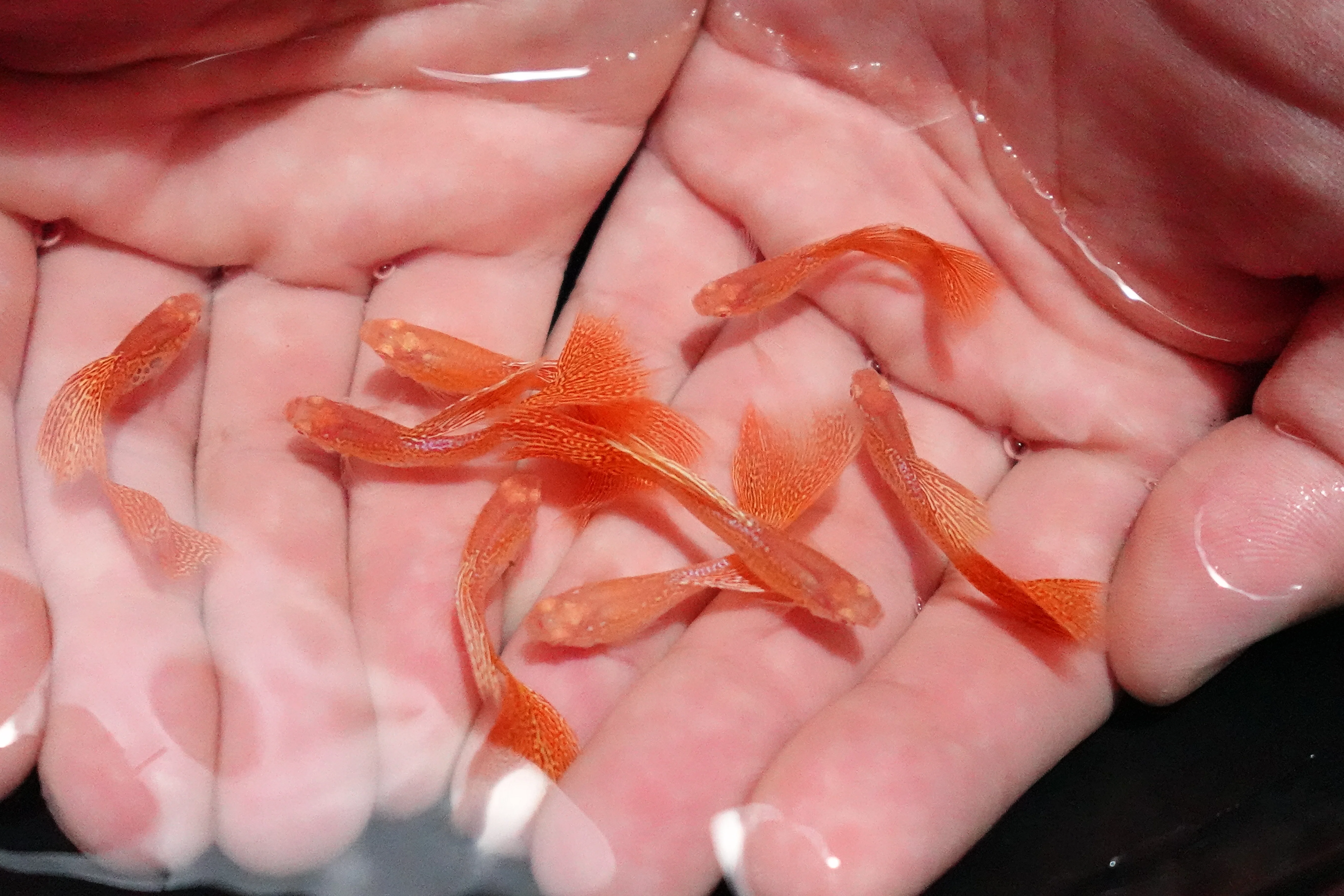 Albino Metal Yellow Lace Guppy Fish - Image 4