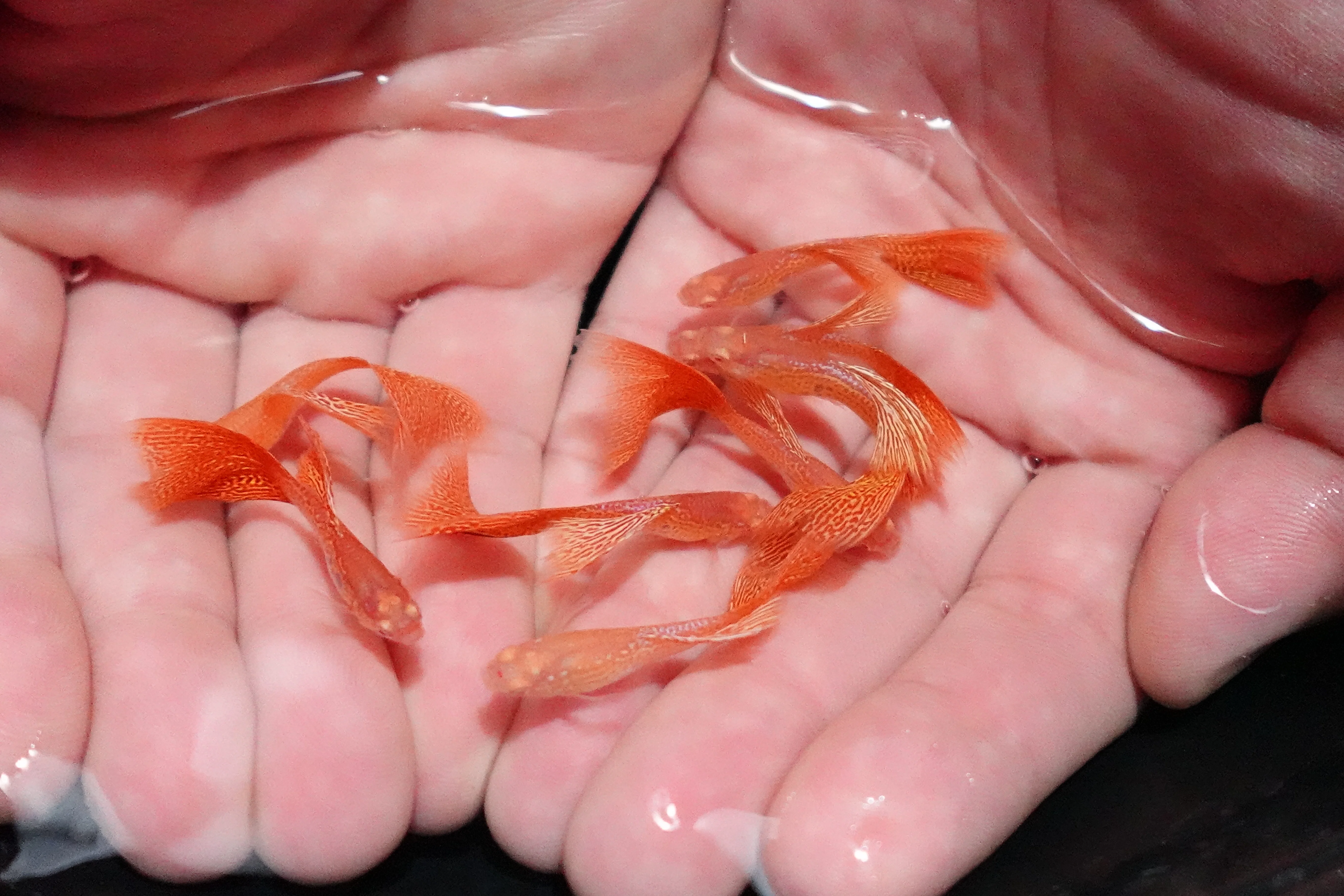 Albino Metal Yellow Lace Guppy Fish - Image 5
