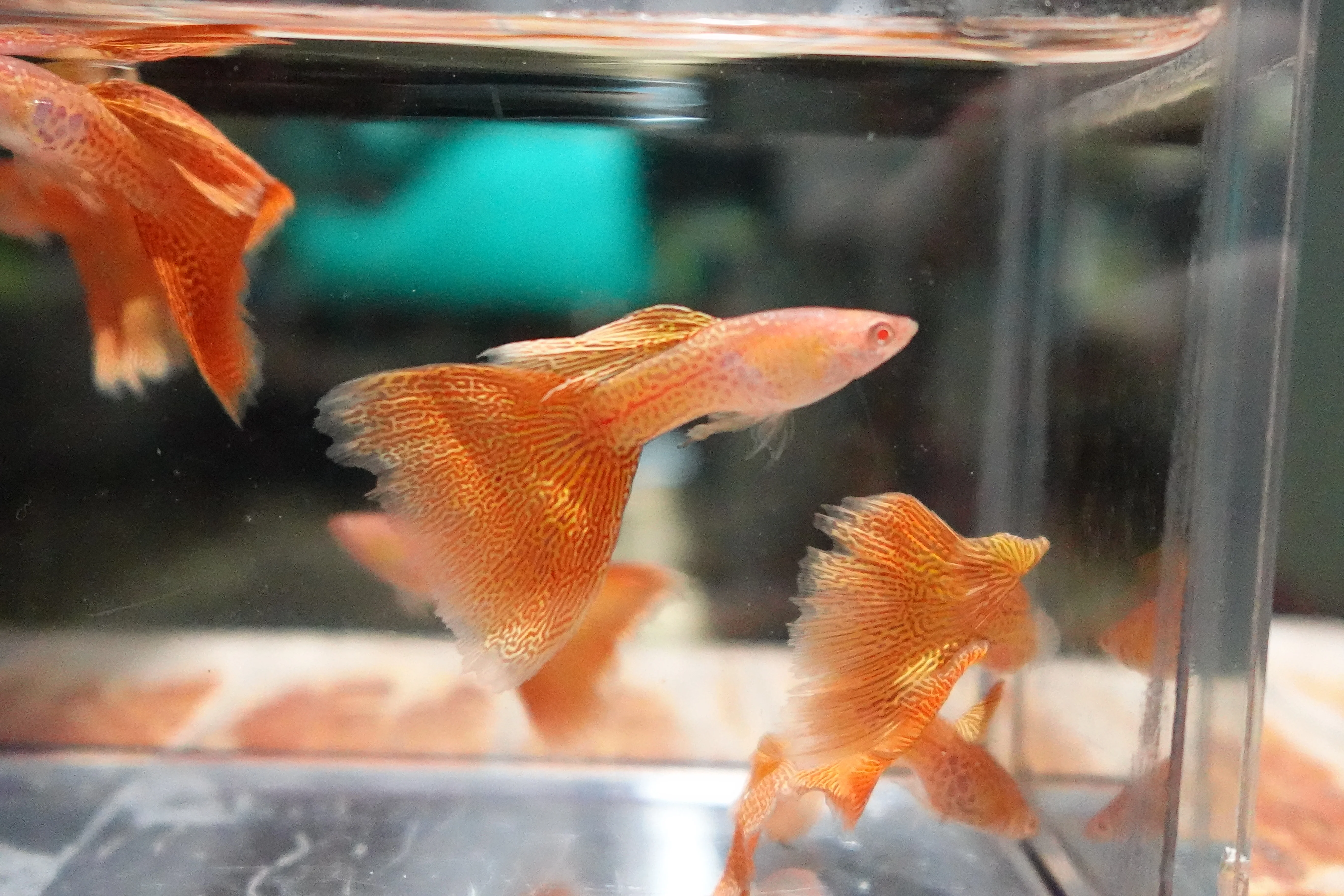 Albino Metal Yellow Lace Guppy Fish - Image 7