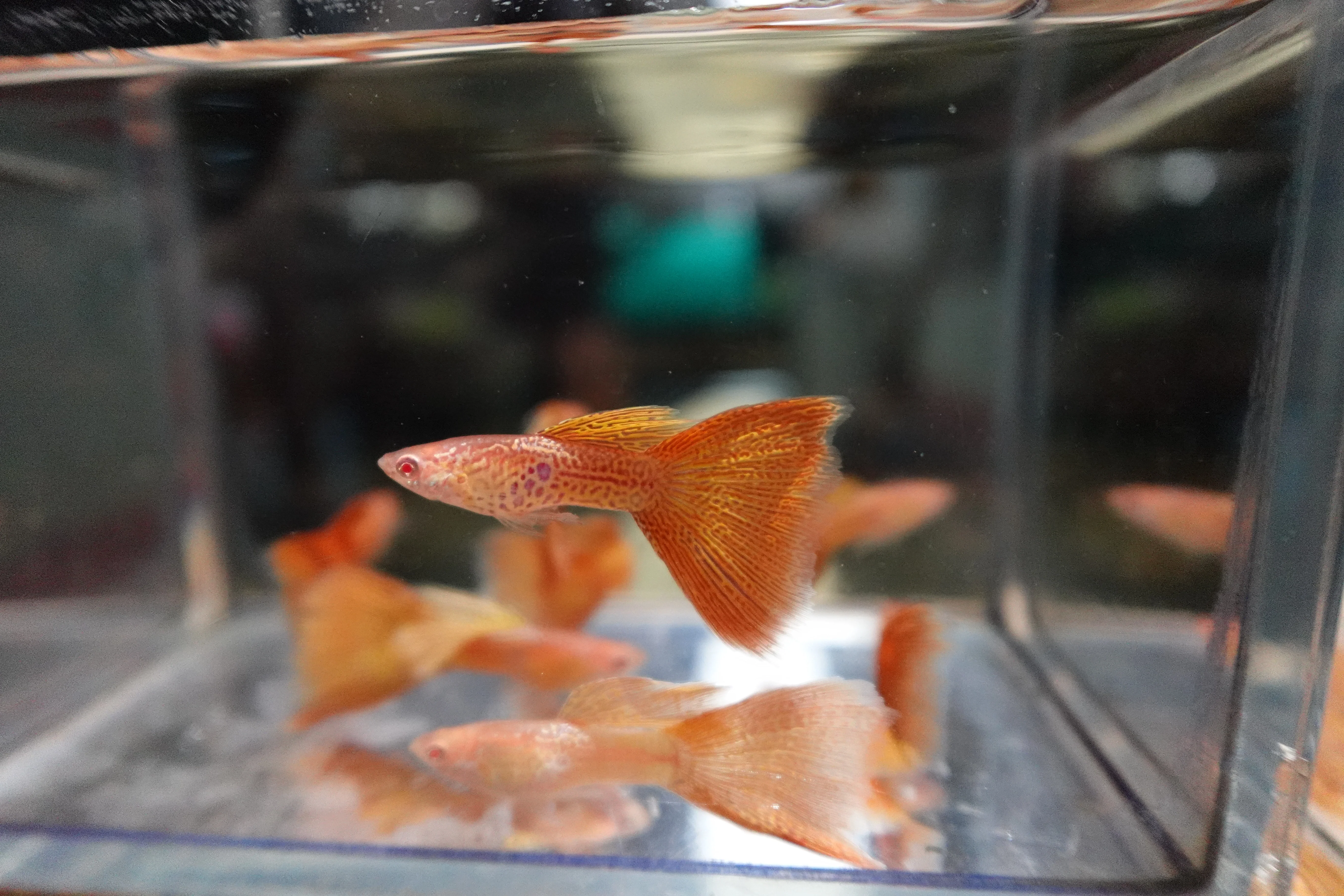 Albino Metal Yellow Lace Guppy Fish - Image 8