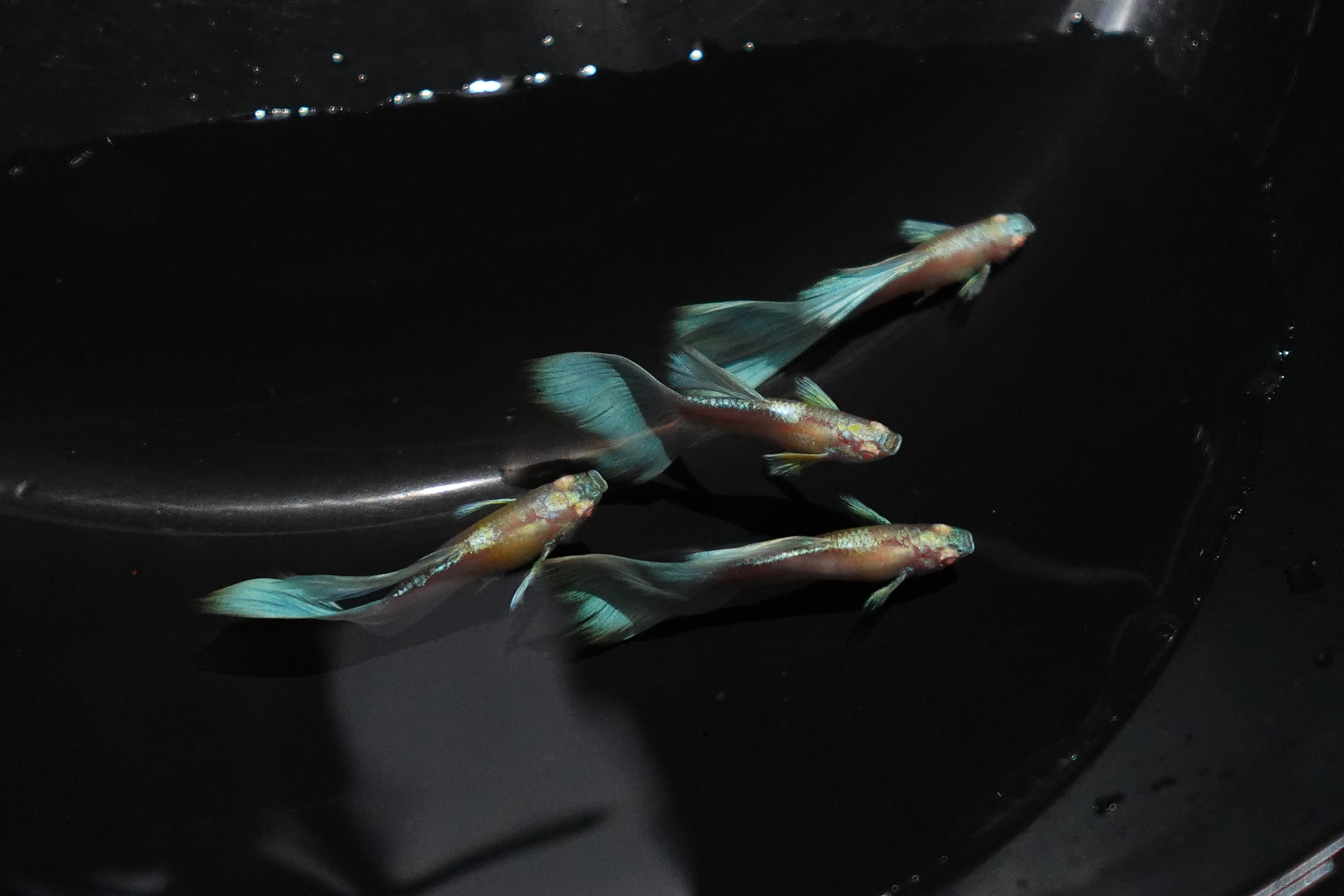 Albino Sky Blue Tail Guppy Fish - Image 2
