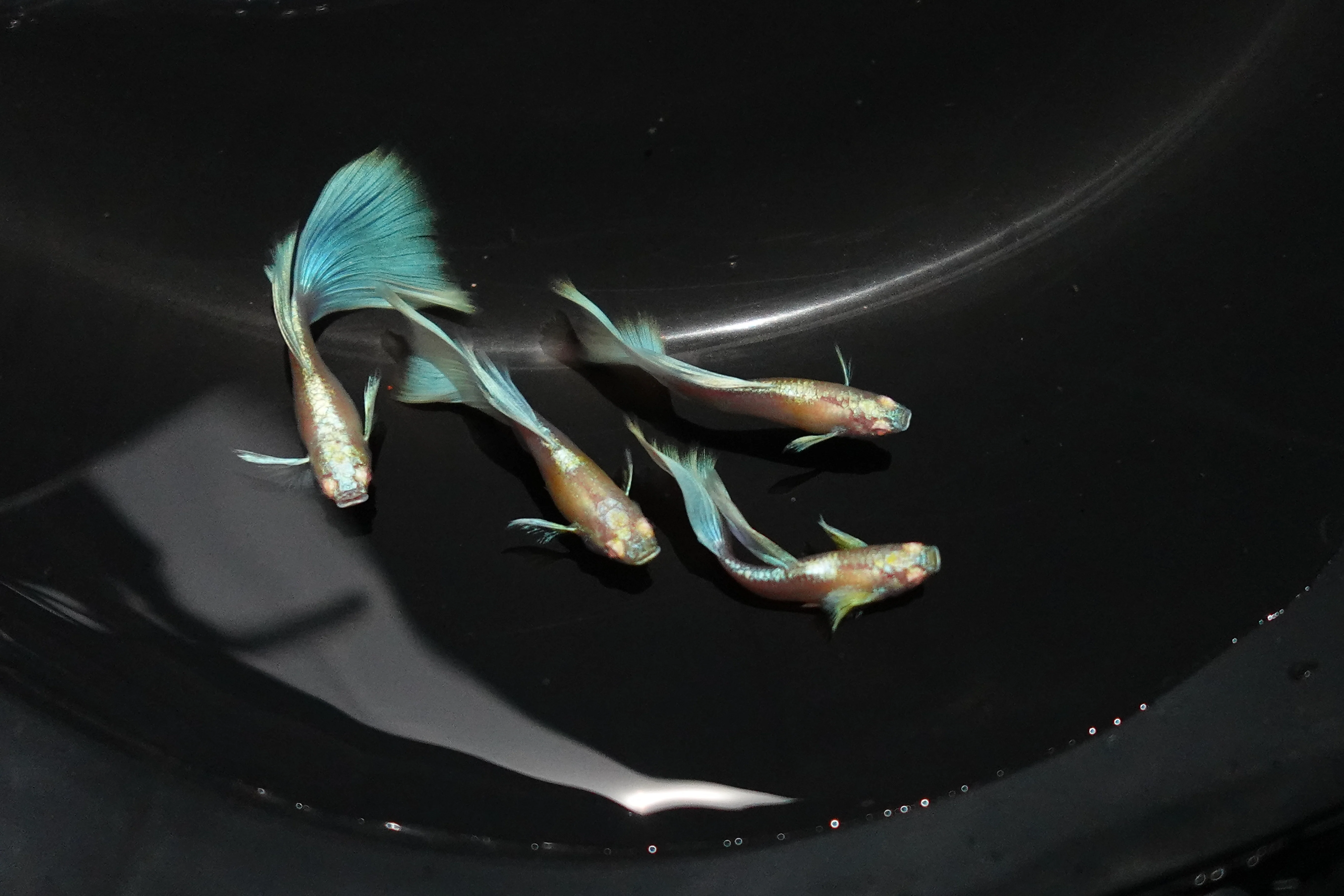 Albino Sky Blue Tail Guppy Fish - Image 3
