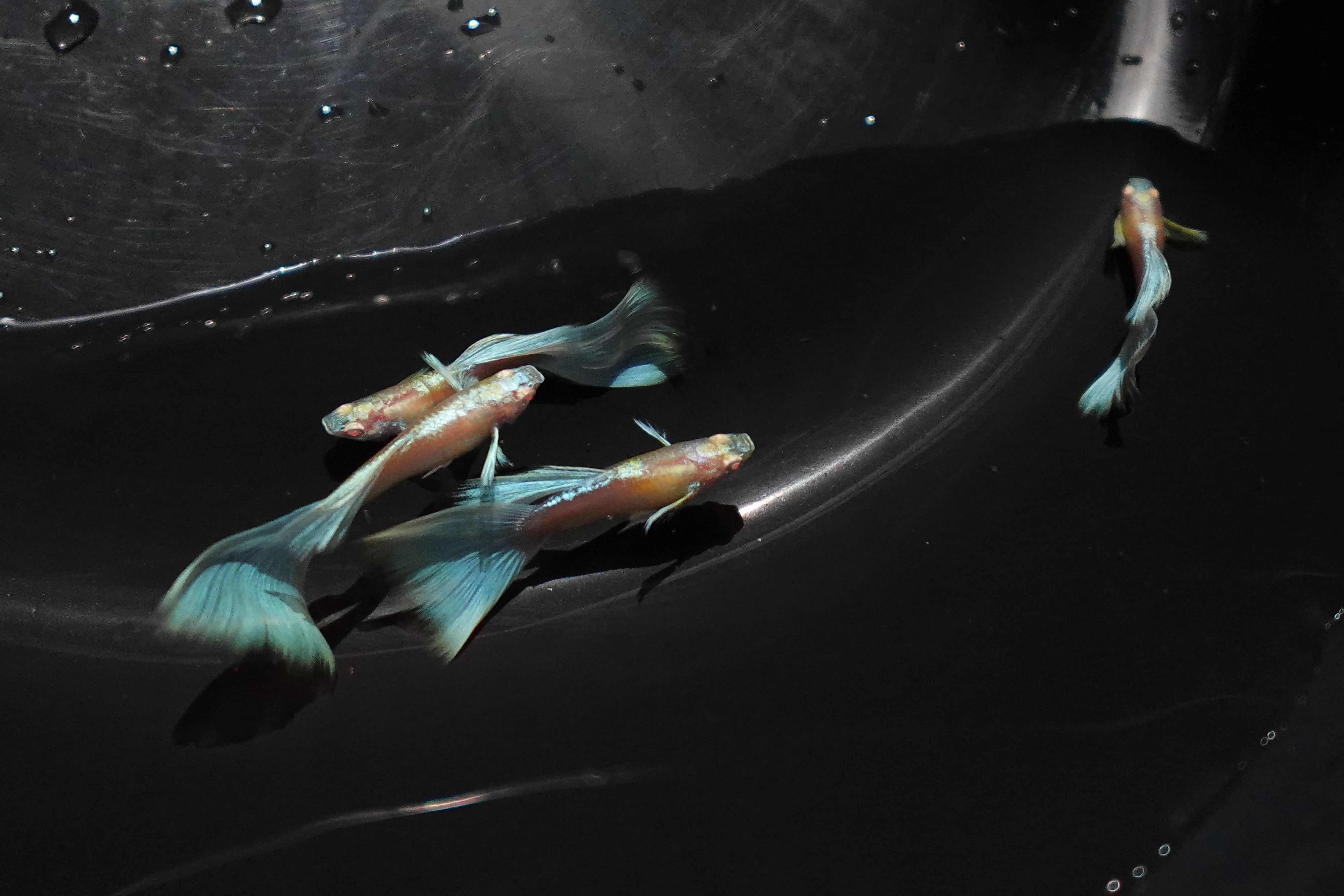Albino Sky Blue Tail Guppy Fish - Image 4