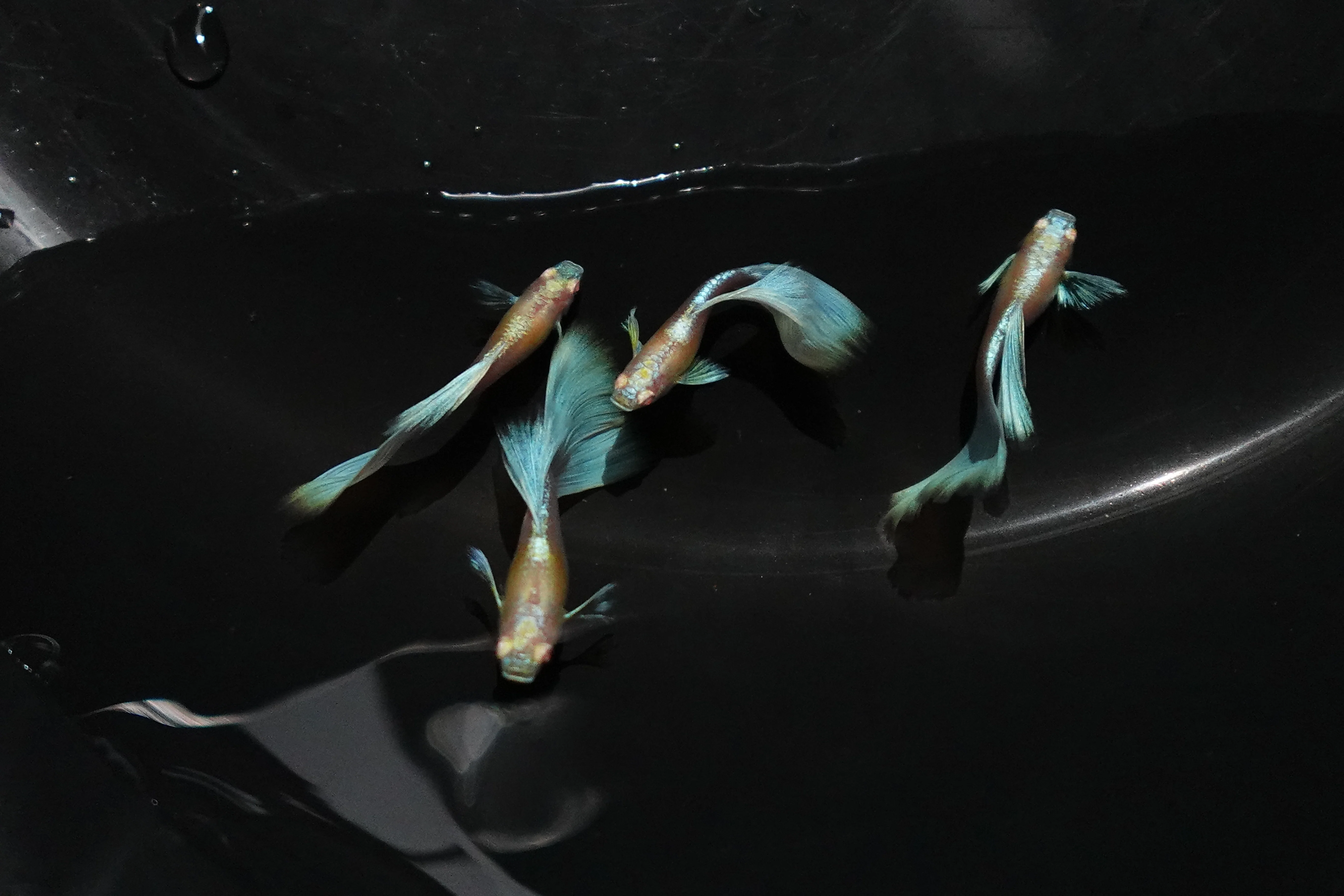 Albino Sky Blue Tail Guppy Fish - Image 5