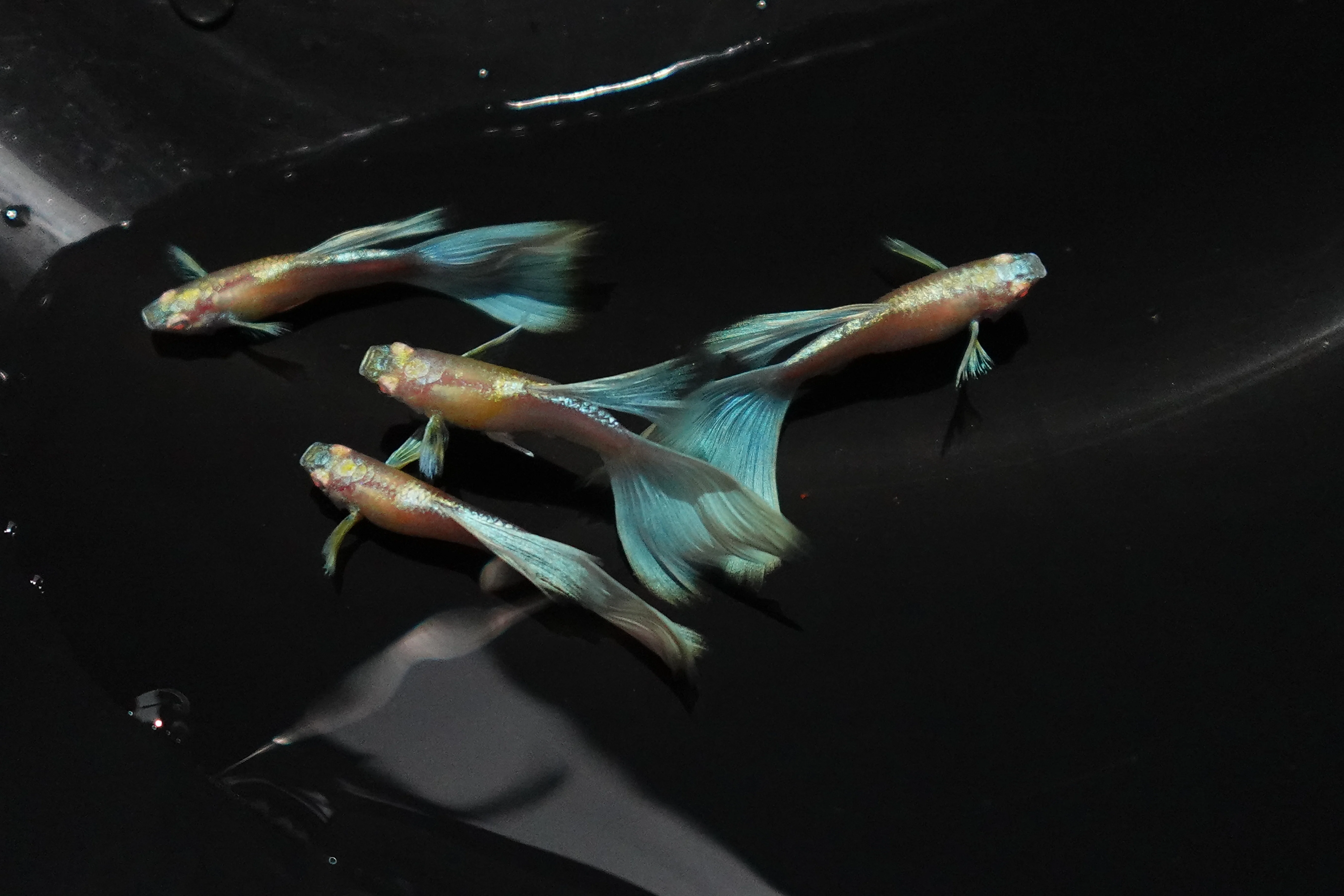 Albino Sky Blue Tail Guppy Fish - Image 6