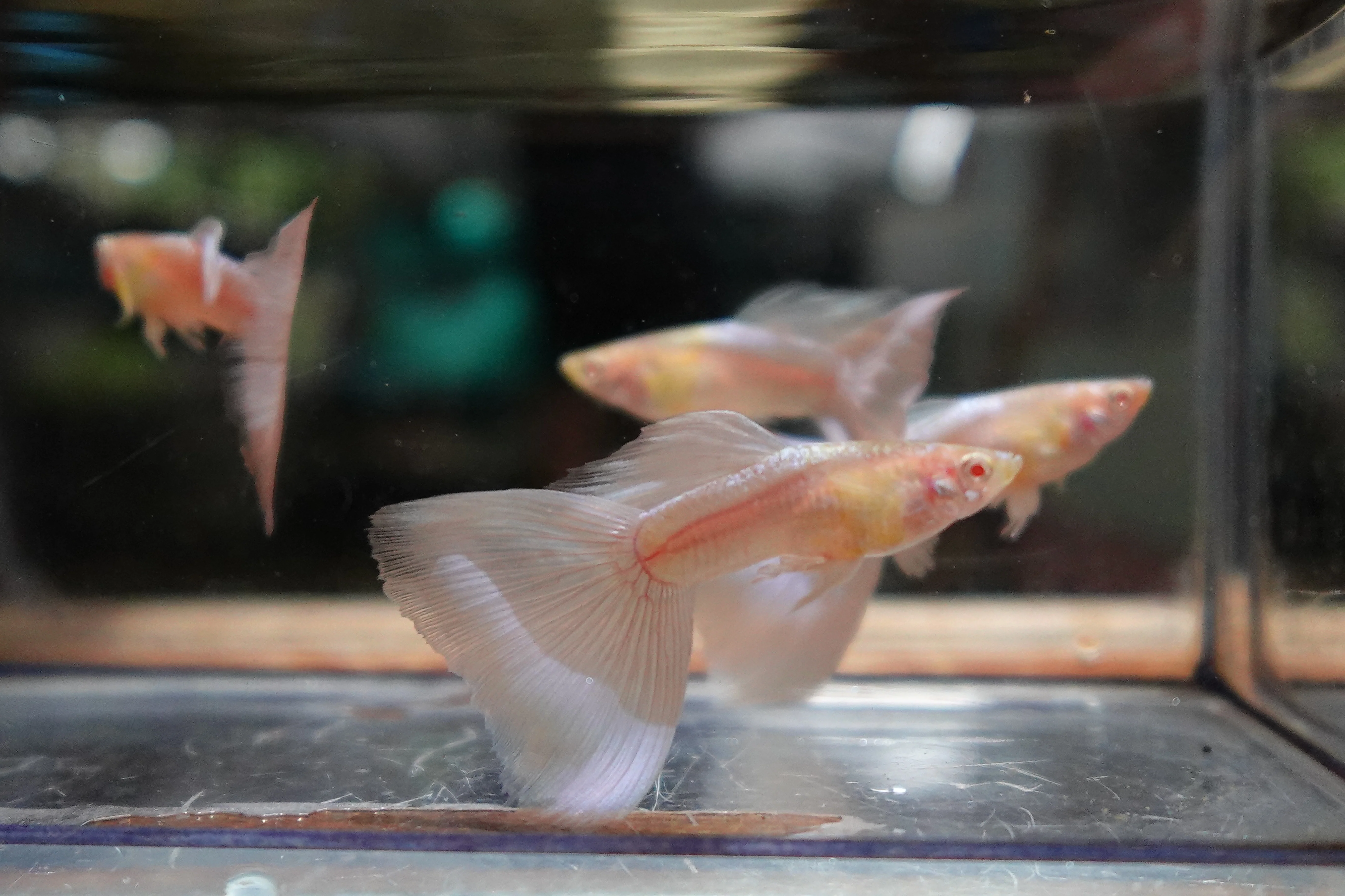 Albino Sky Blue Tail Guppy Fish - Image 7