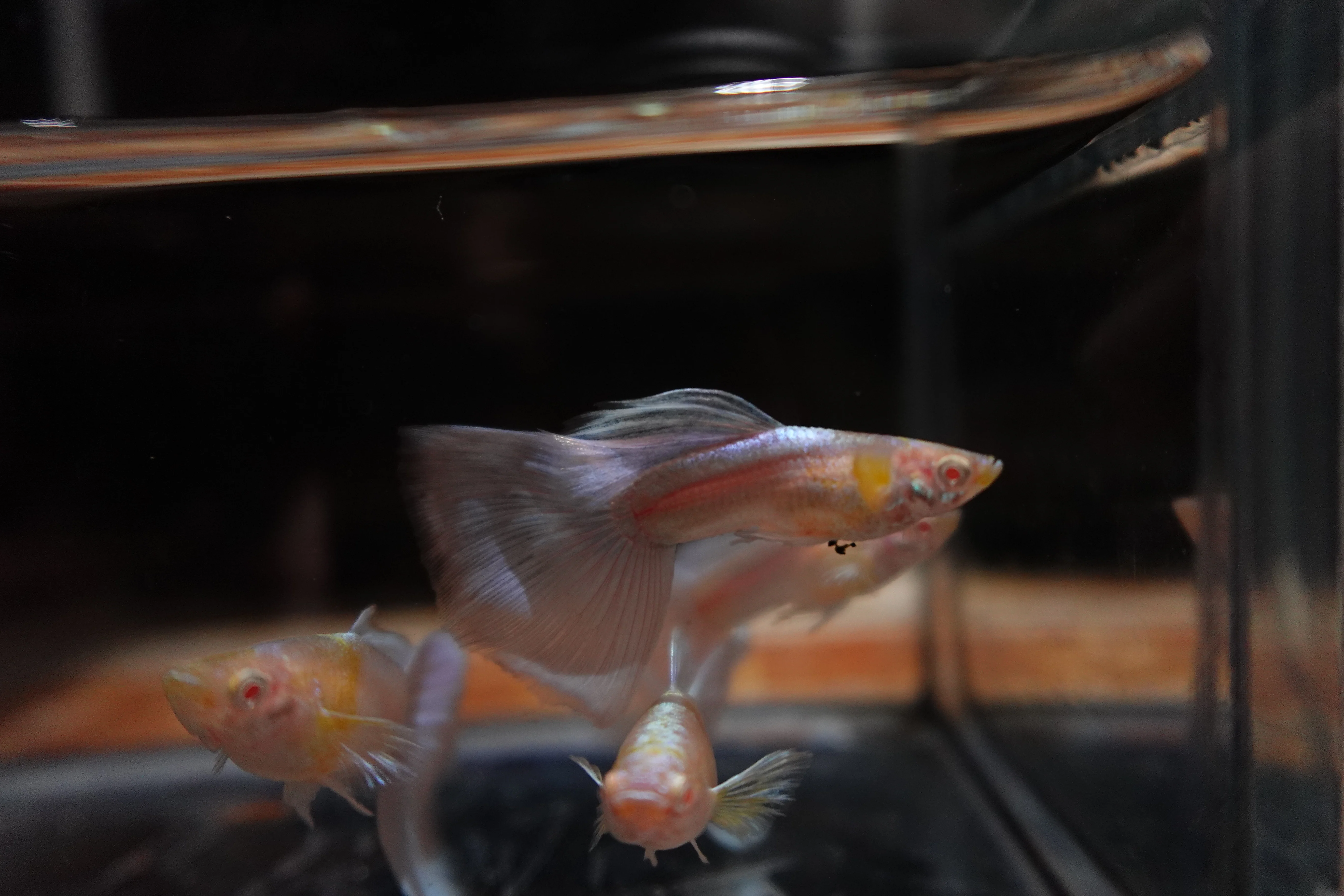Albino Sky Blue Tail Guppy Fish - Image 8