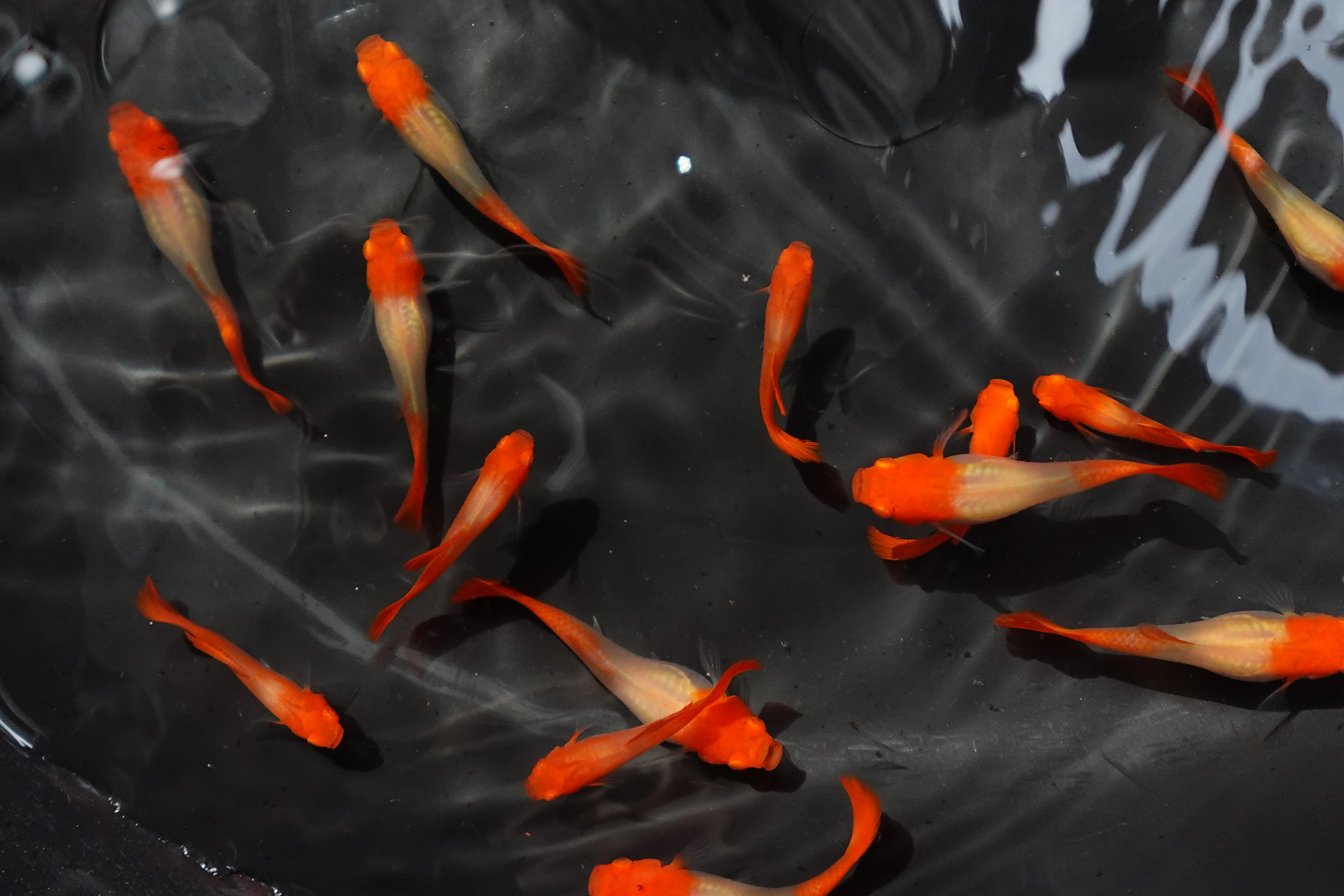 Albino Tuxedo Red Koi Guppy Fish - Image 2