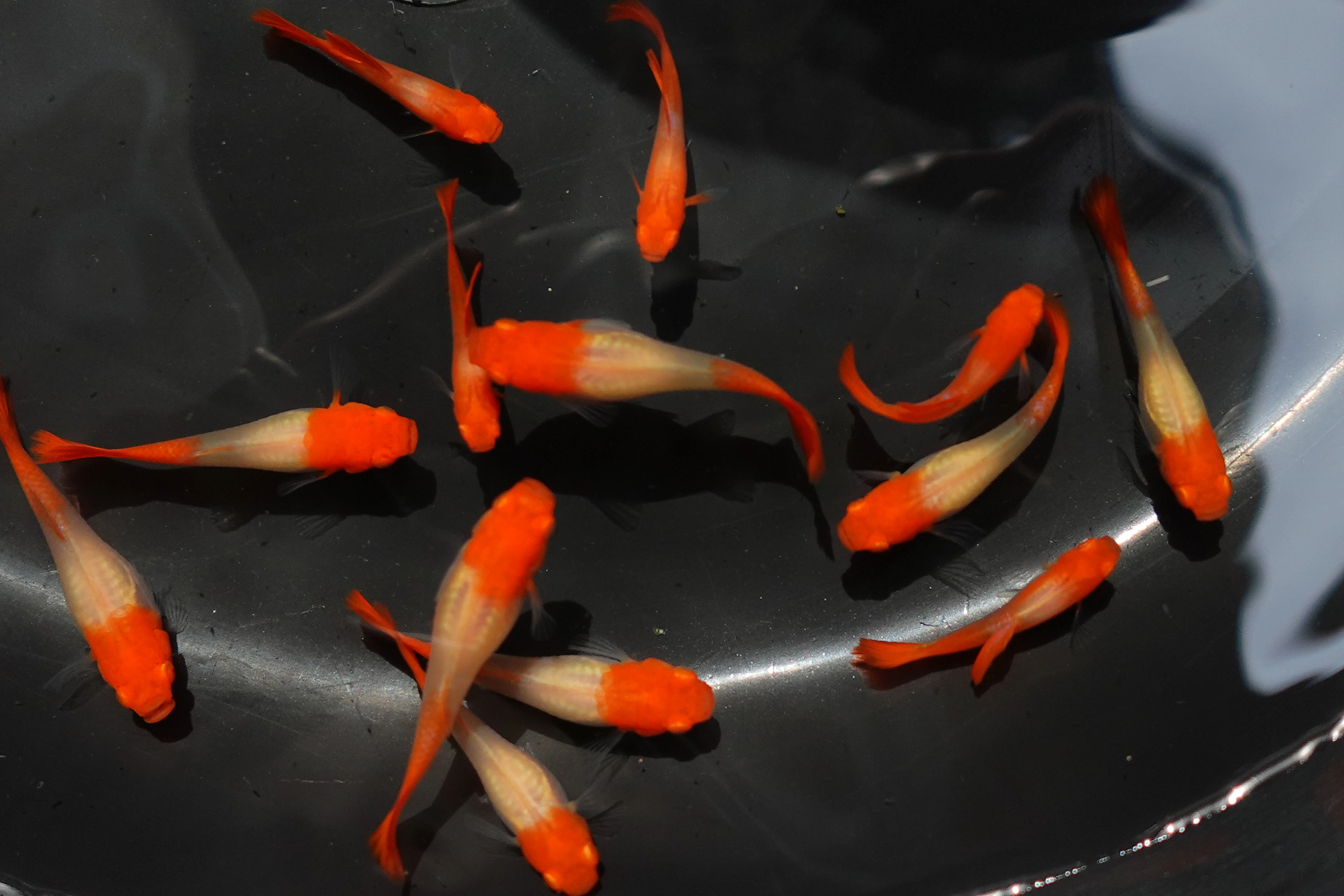 Albino Tuxedo Red Koi Guppy Fish - Image 3