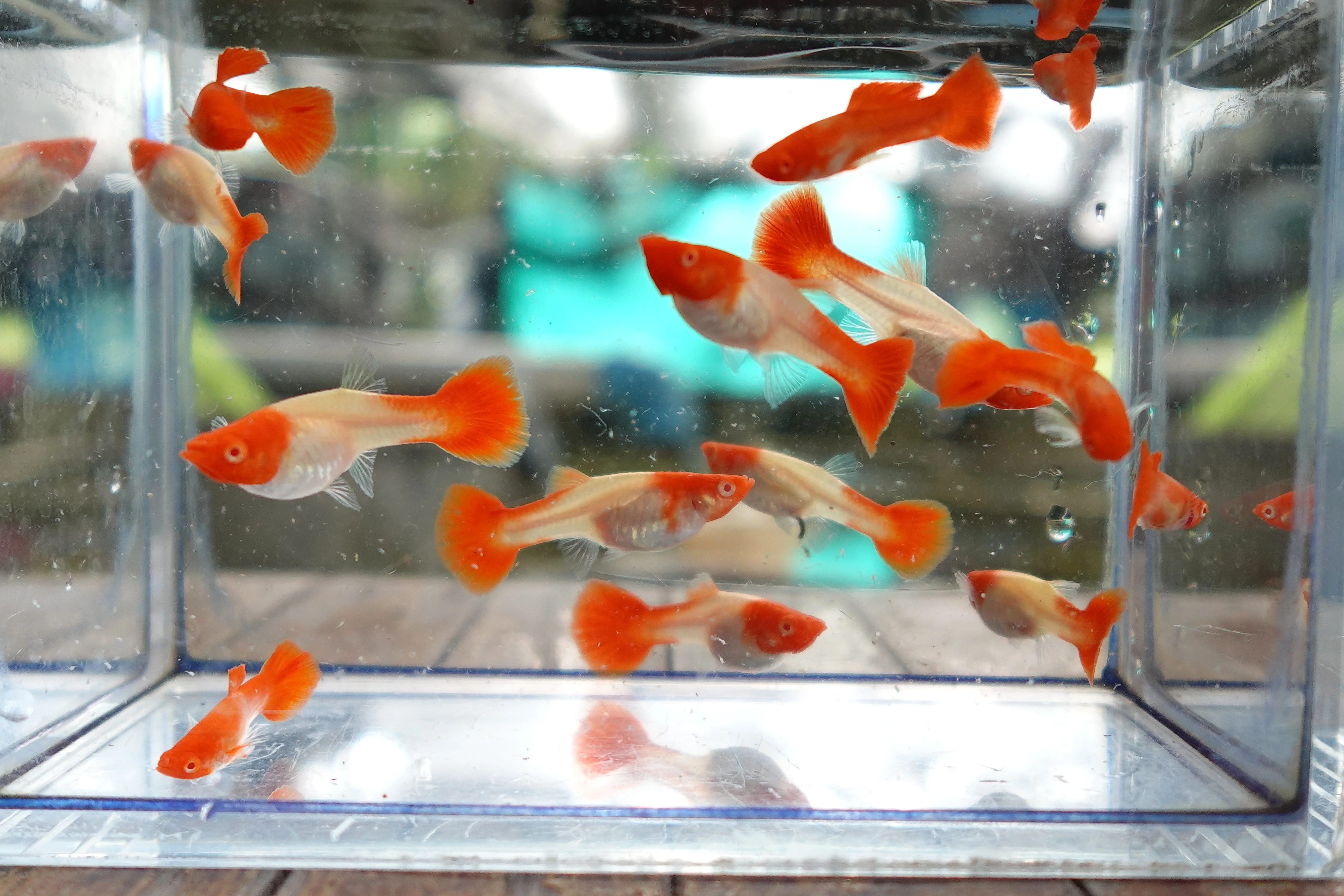 Albino Tuxedo Red Koi Guppy Fish - Image 4