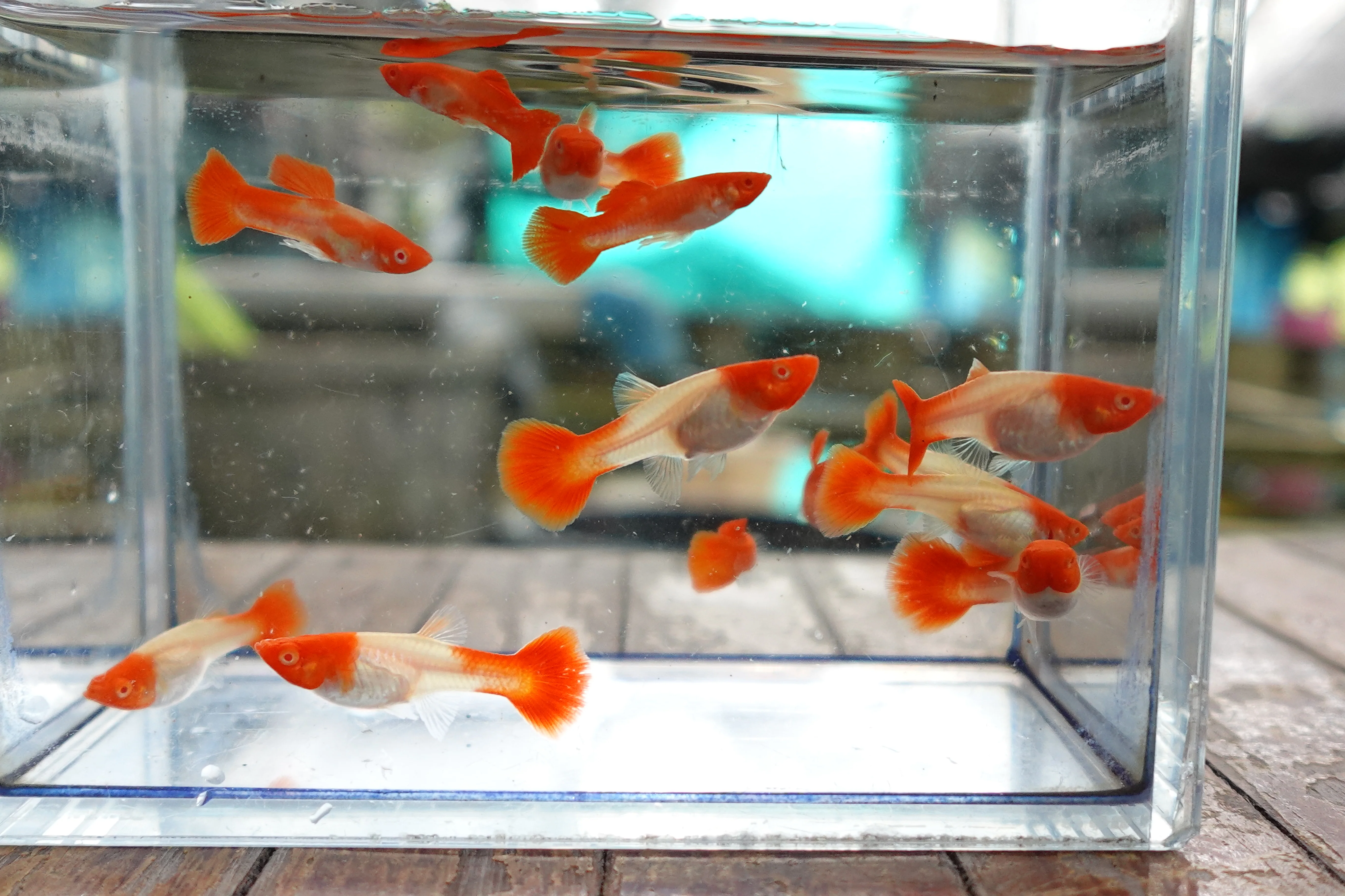 Albino Tuxedo Red Koi Guppy Fish - Image 5