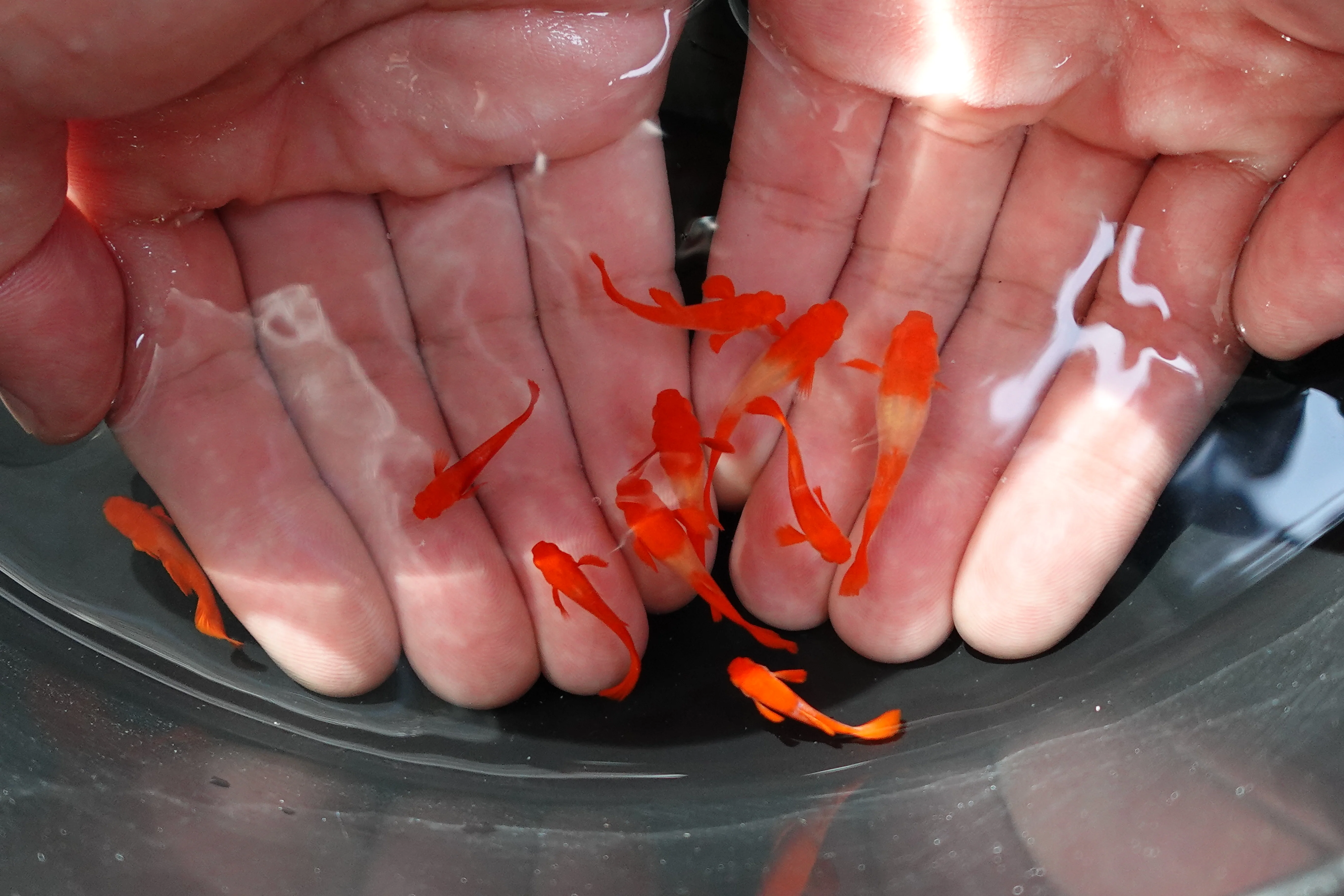 Albino Tuxedo Red Koi Red Ear Guppy Fish - Image 2