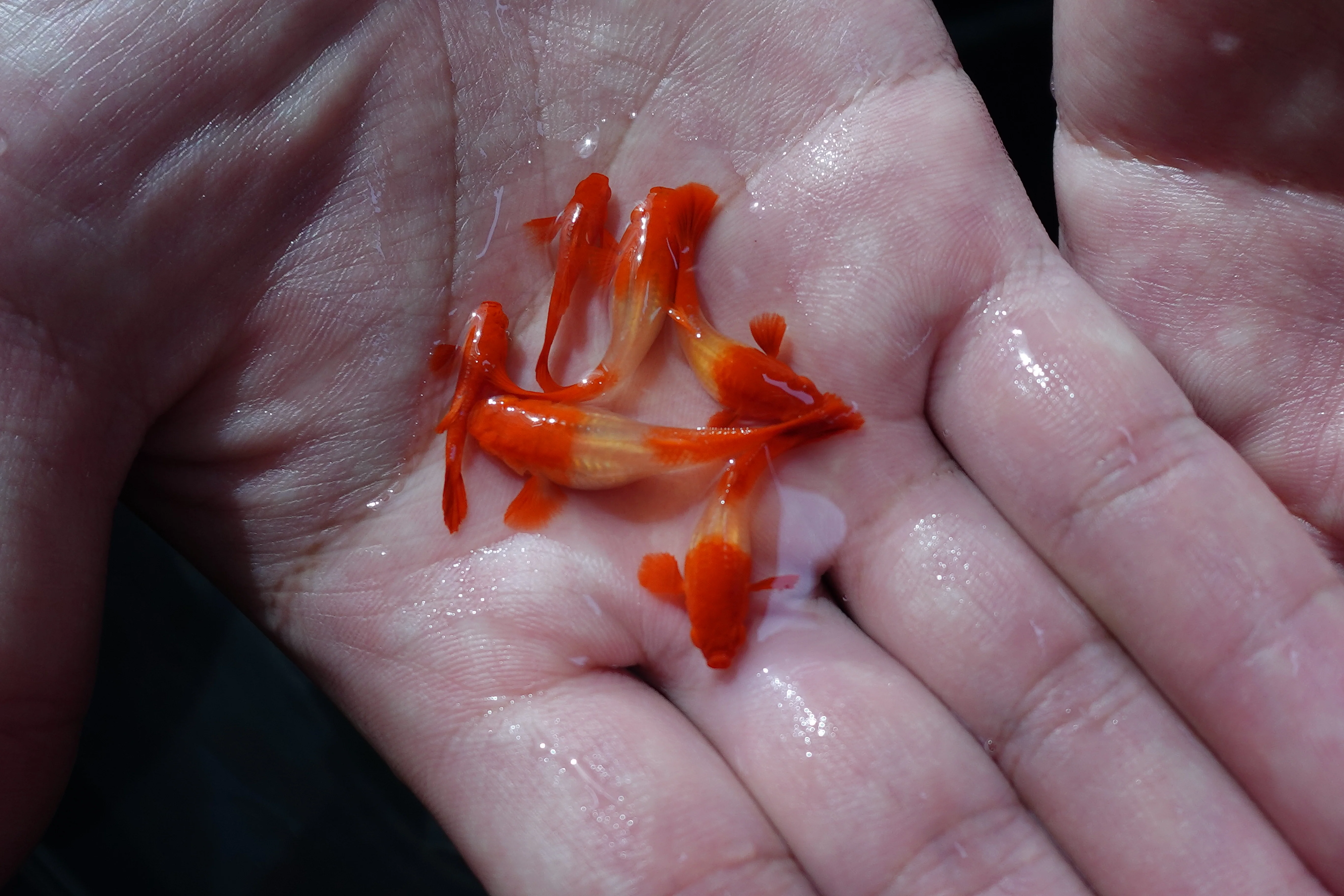 Albino Tuxedo Red Koi Red Ear Guppy Fish - Image 3