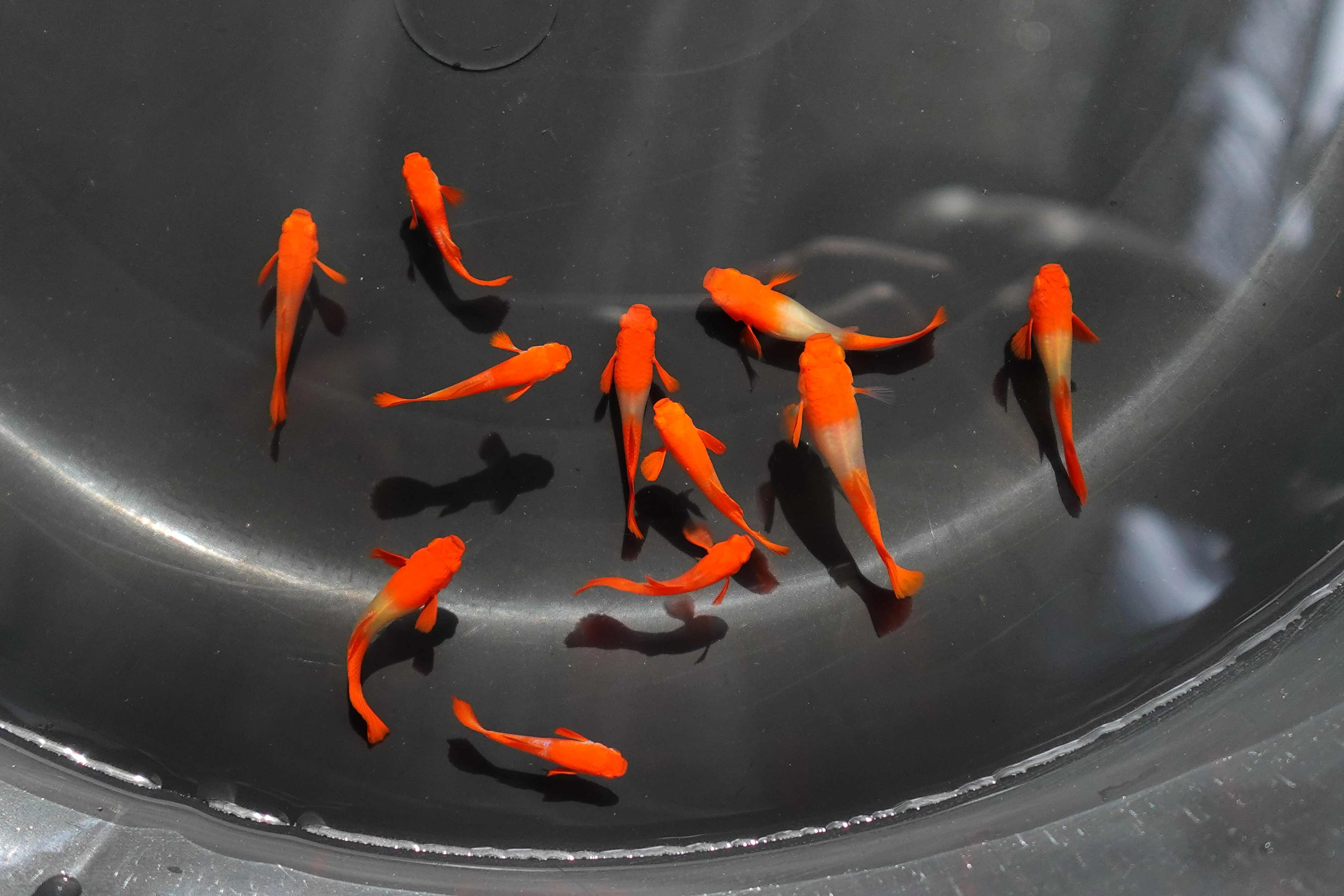 Albino Tuxedo Red Koi Red Ear Guppy Fish - Image 4
