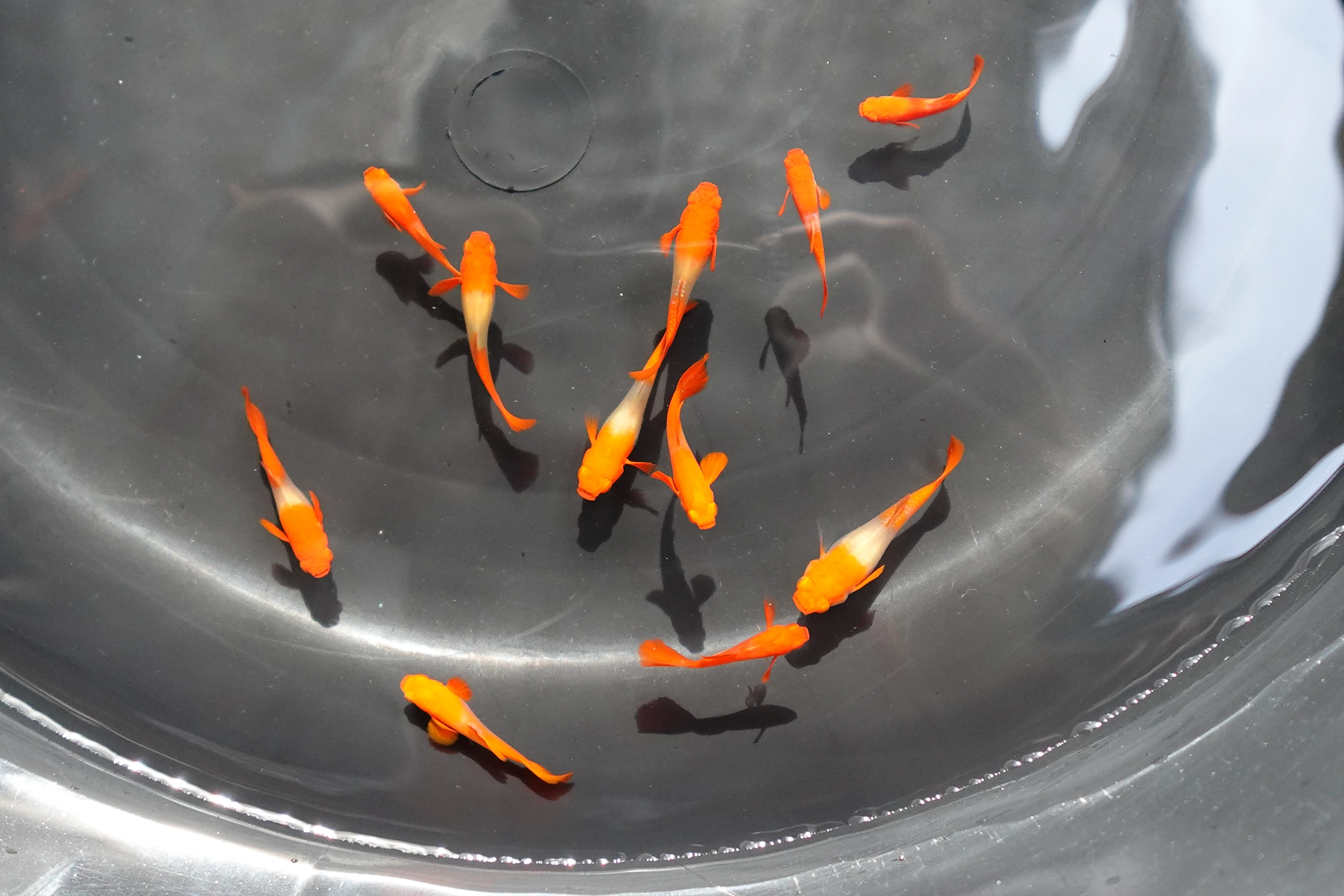 Albino Tuxedo Red Koi Red Ear Guppy Fish - Image 5