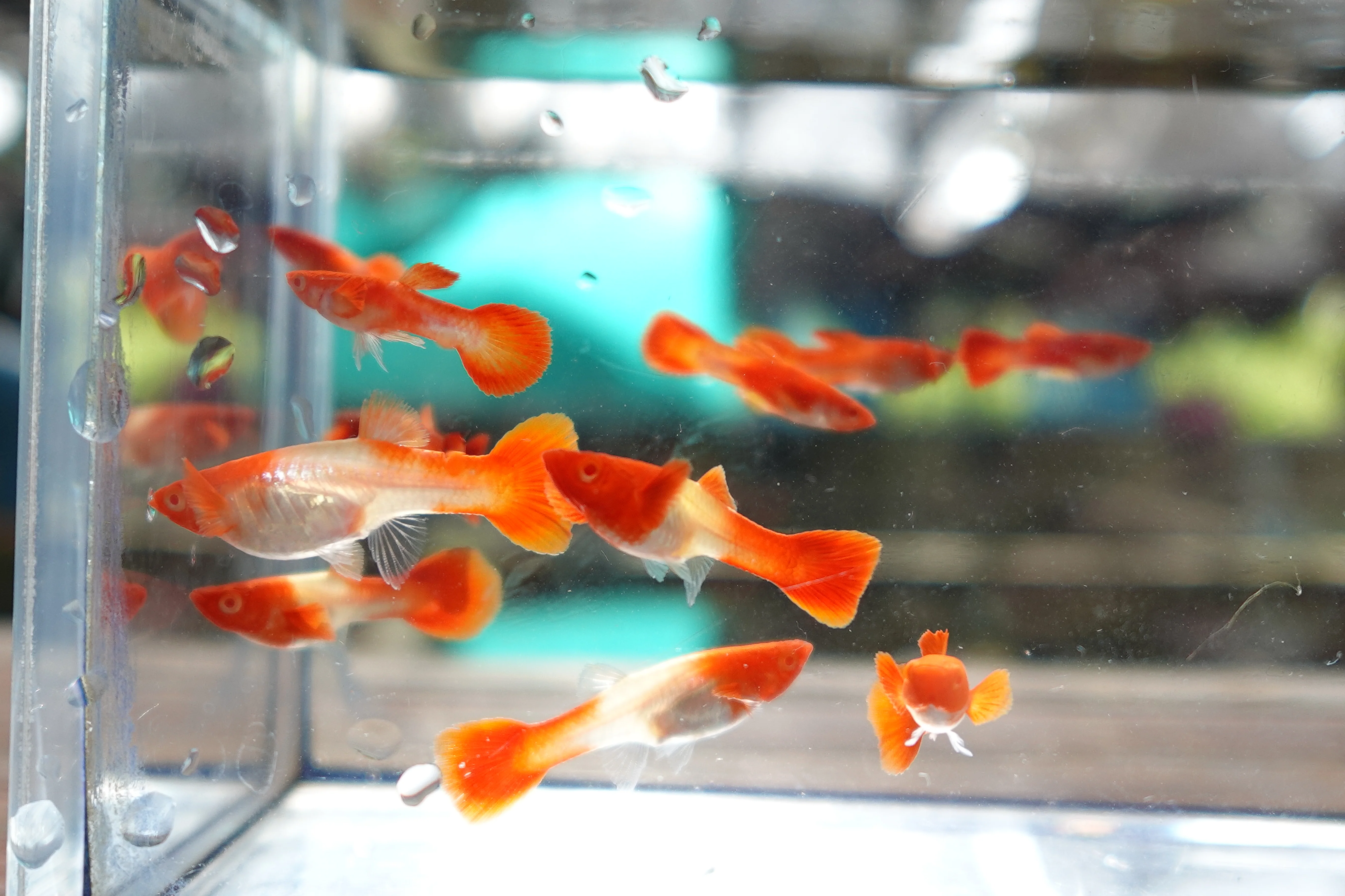 Albino Tuxedo Red Koi Red Ear Guppy Fish - Image 6