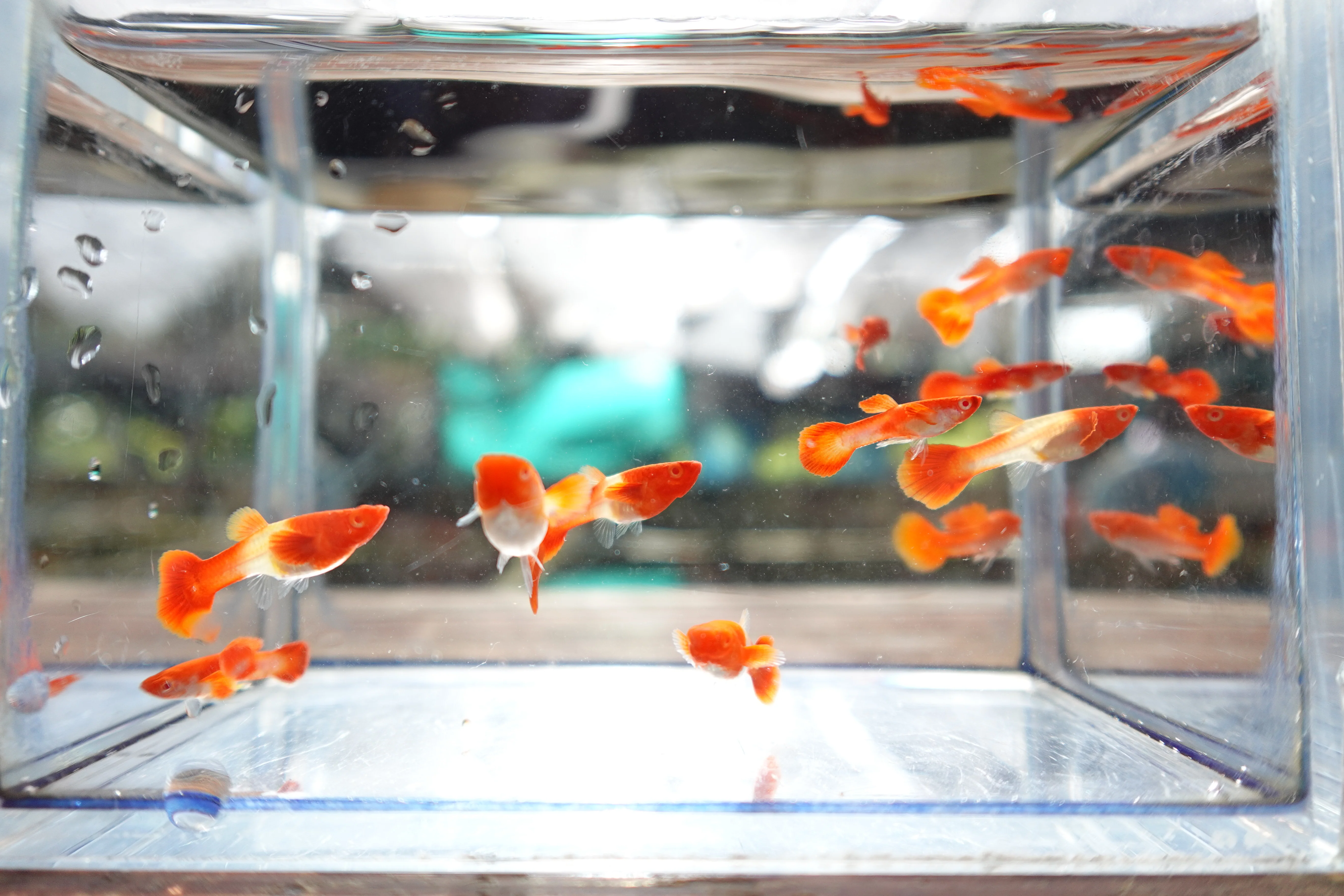 Albino Tuxedo Red Koi Red Ear Guppy Fish - Image 7