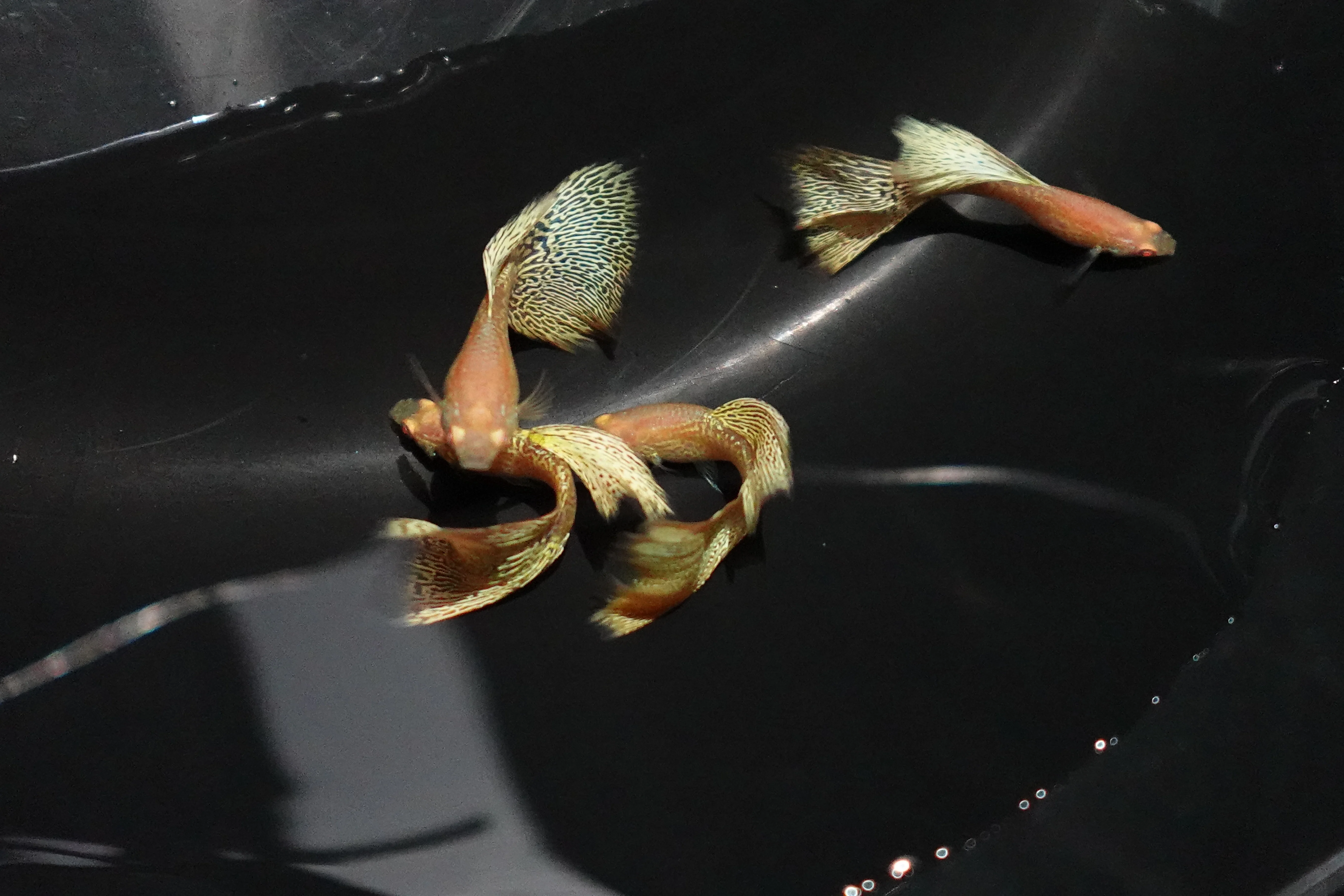Albino Yellow King Cobra Snakeskin Guppy Fish - Image 2
