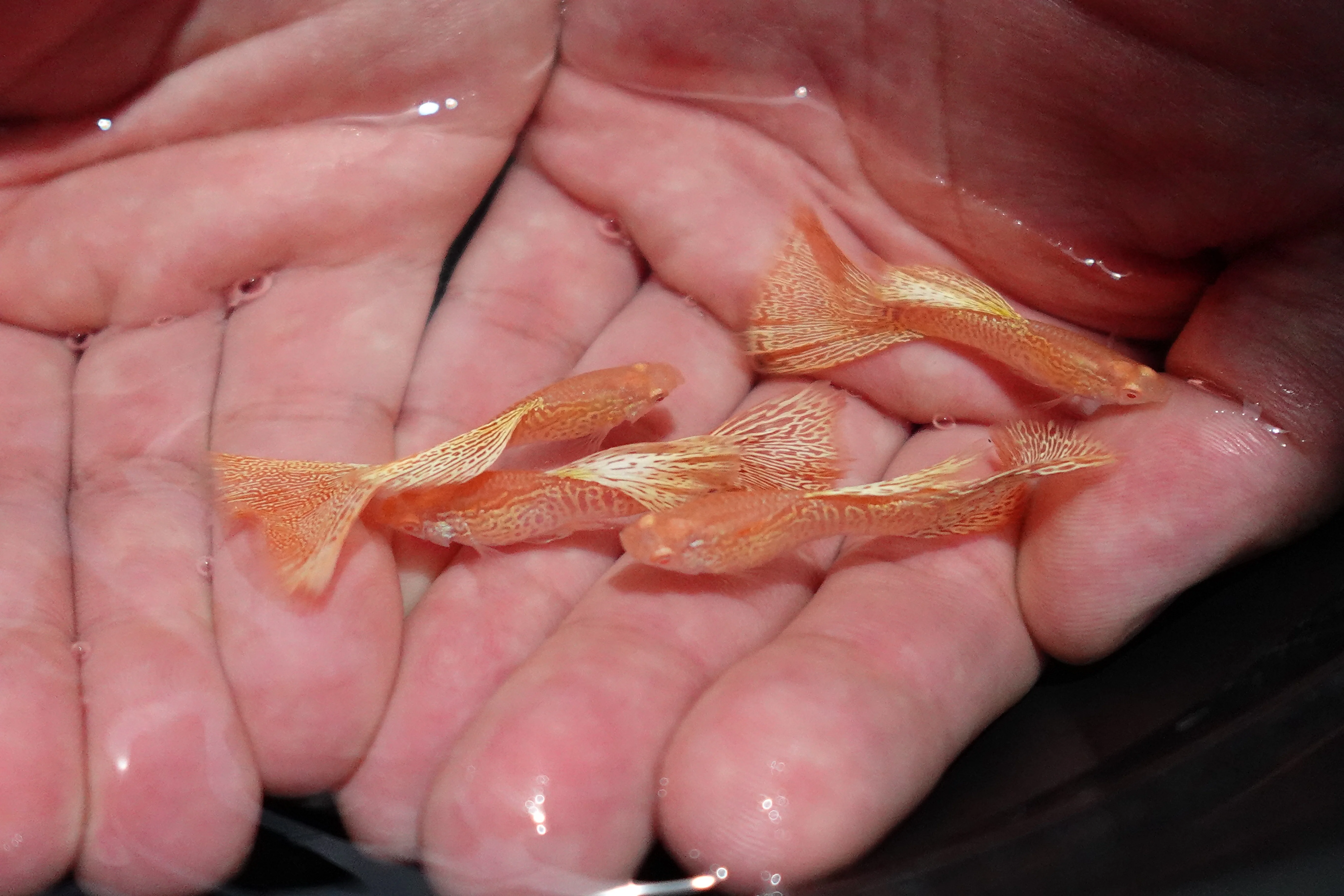 Albino Yellow King Cobra Snakeskin Guppy Fish - Image 3