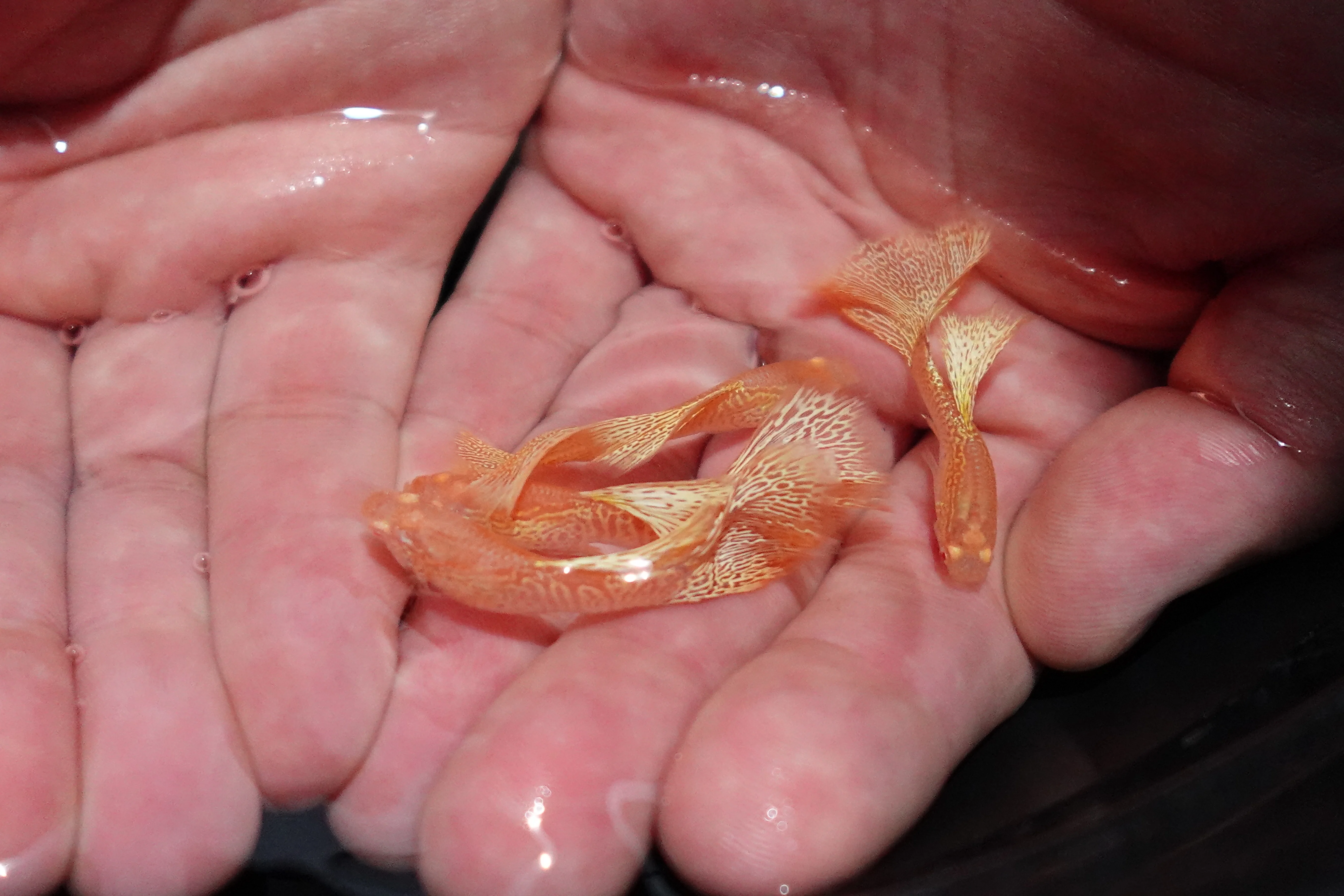 Albino Yellow King Cobra Snakeskin Guppy Fish - Image 4