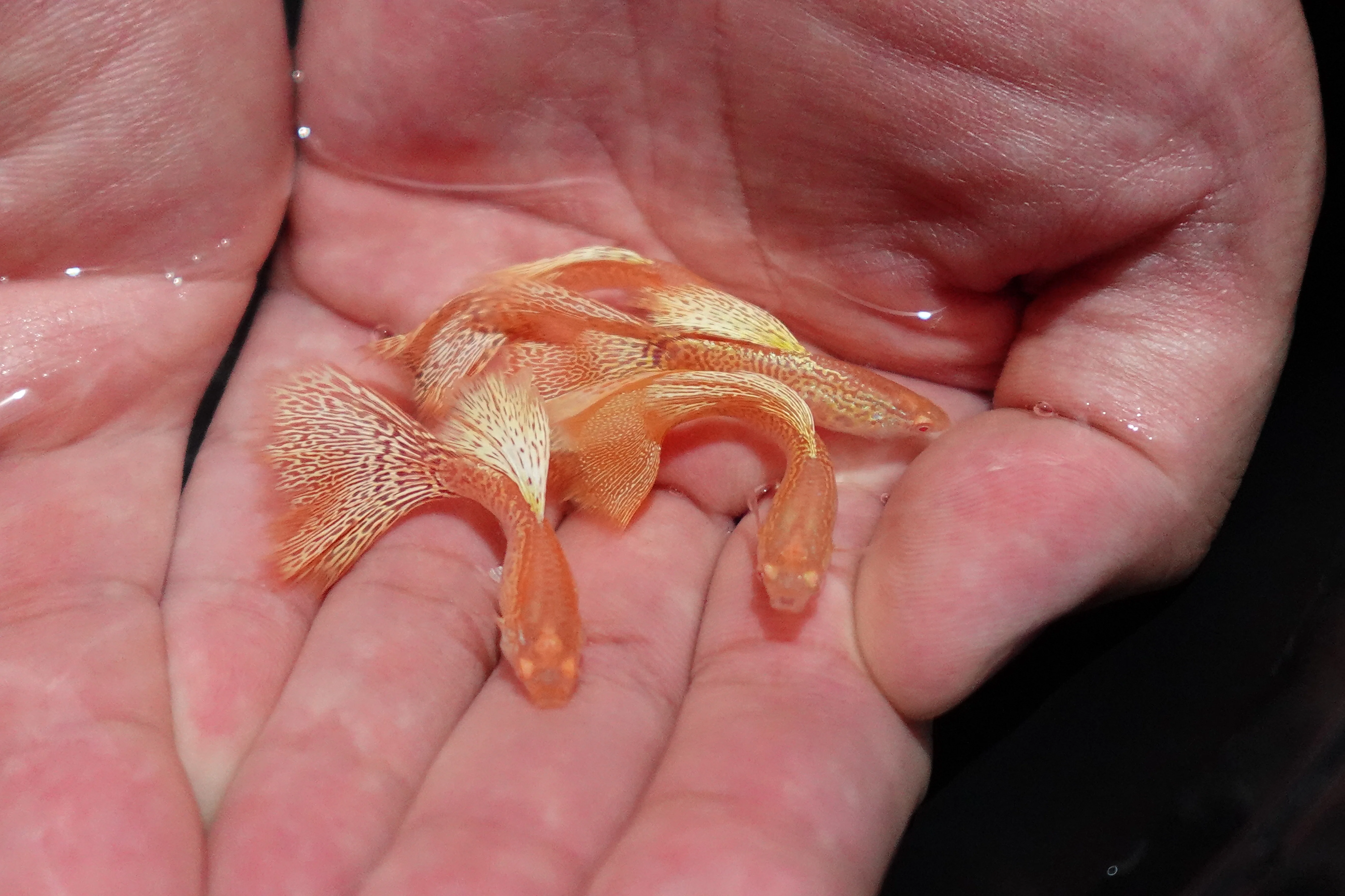 Albino Yellow King Cobra Snakeskin Guppy Fish - Image 5