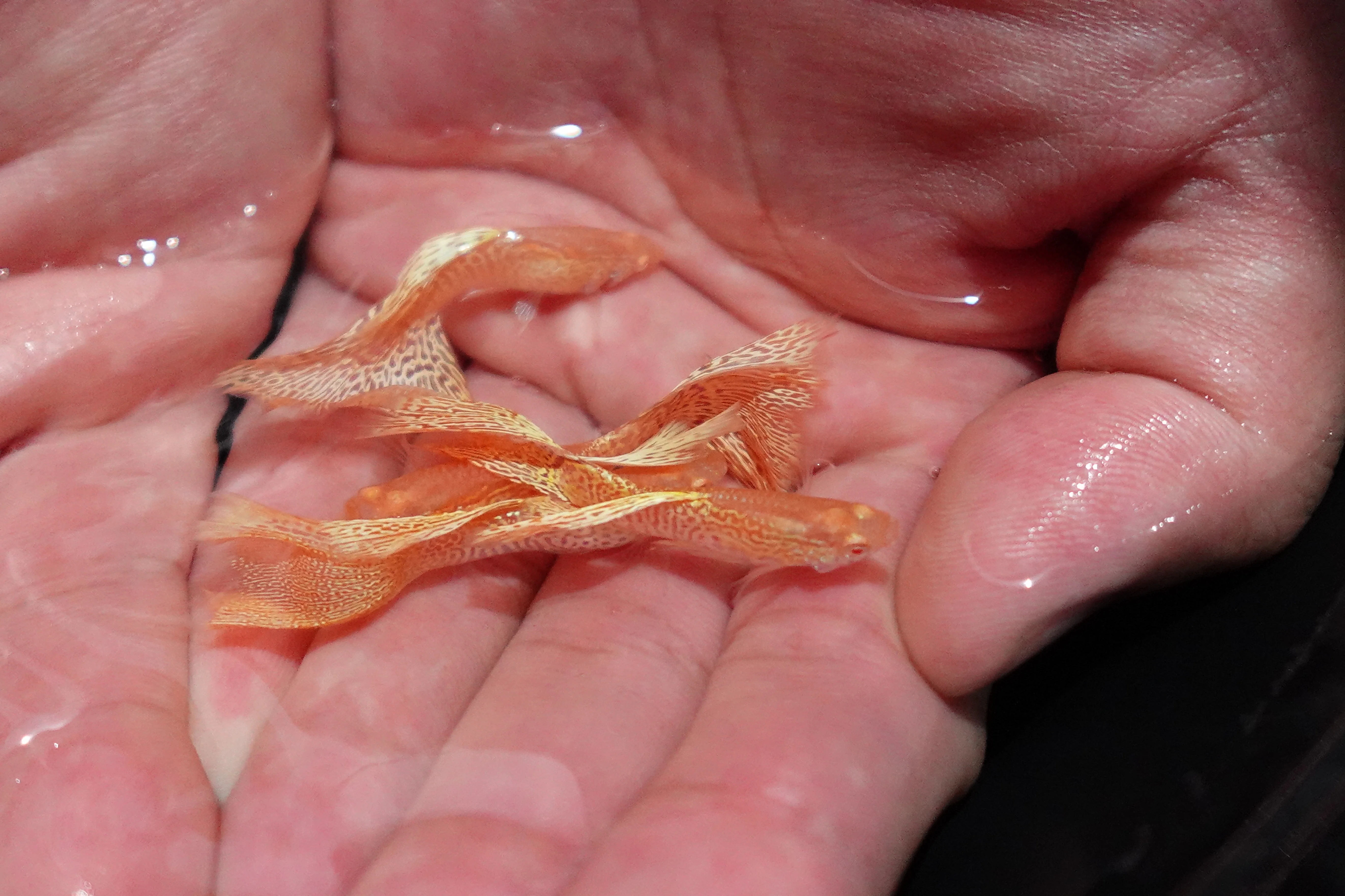 Albino Yellow King Cobra Snakeskin Guppy Fish - Image 6