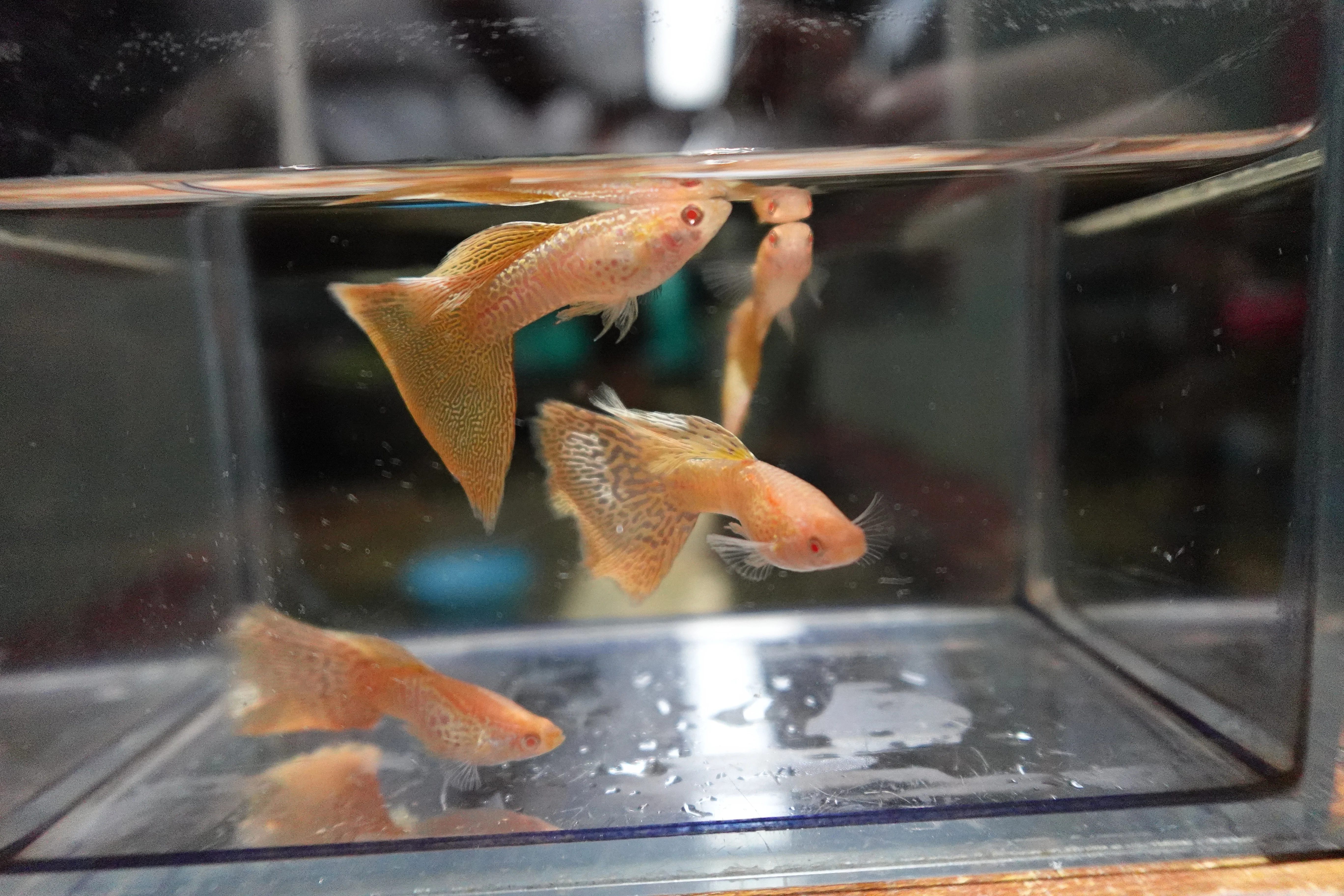 Albino Yellow King Cobra Snakeskin Guppy Fish - Image 7