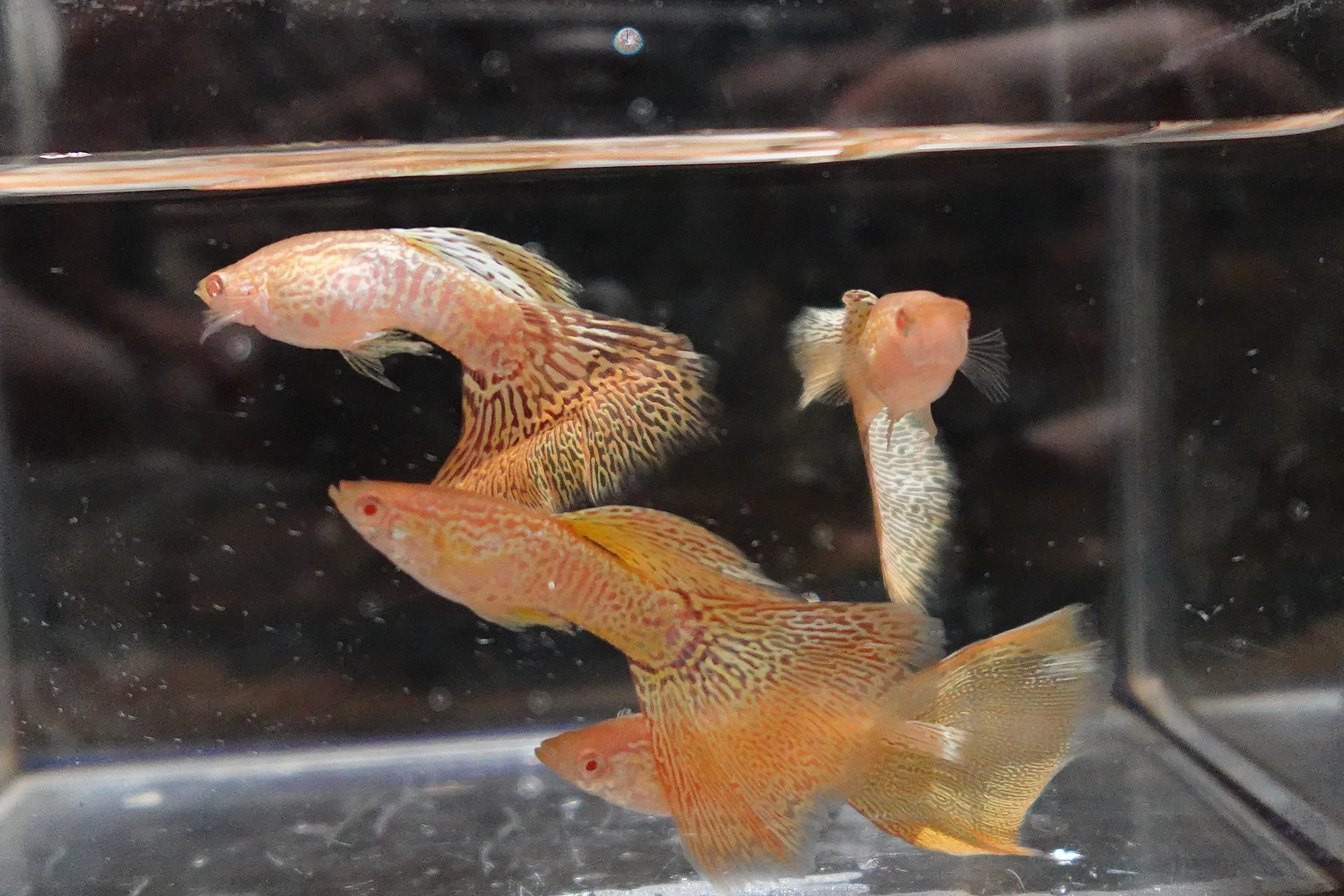 Albino Yellow King Cobra Snakeskin Guppy Fish - Image 8