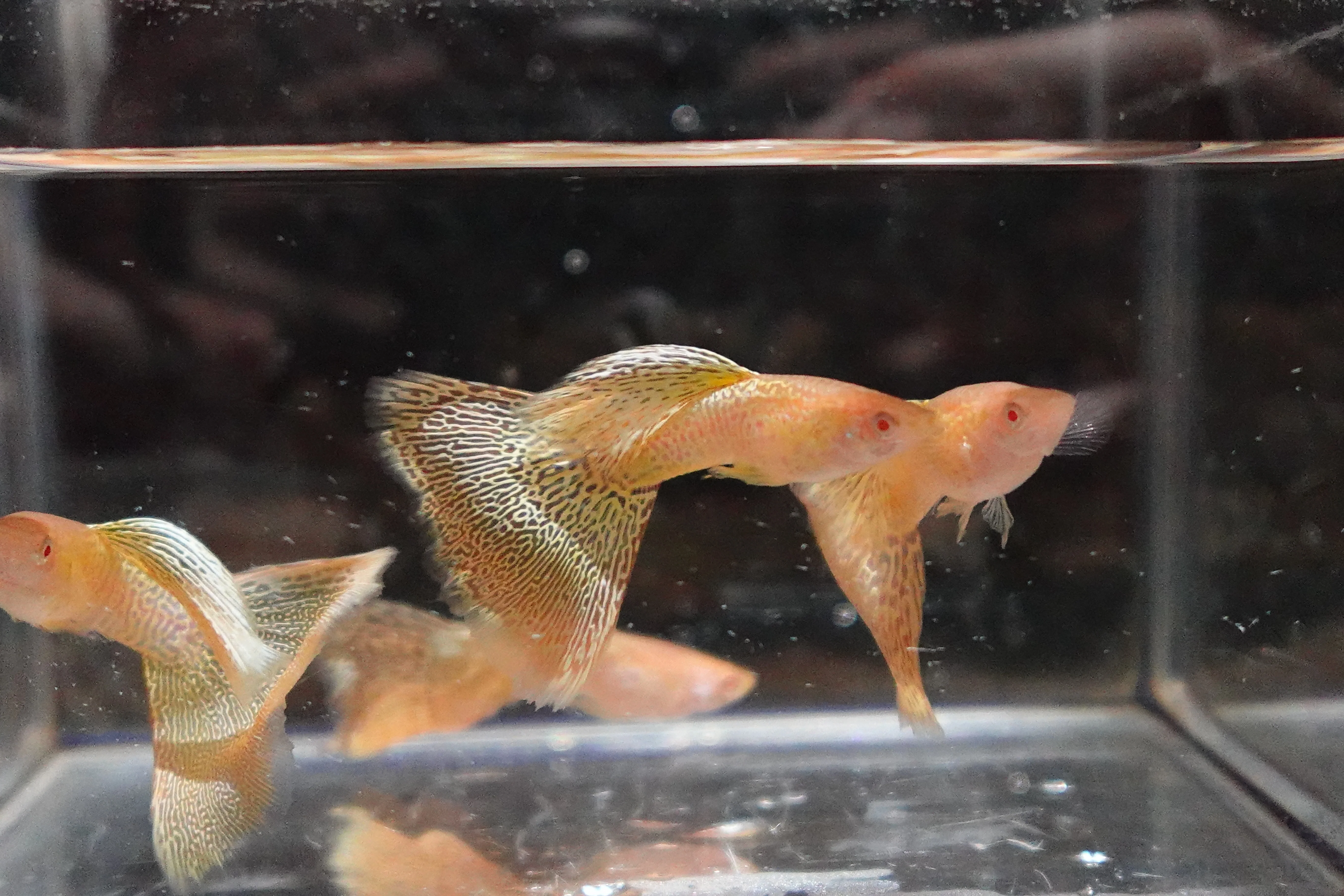 Albino Yellow King Cobra Snakeskin Guppy Fish - Image 9