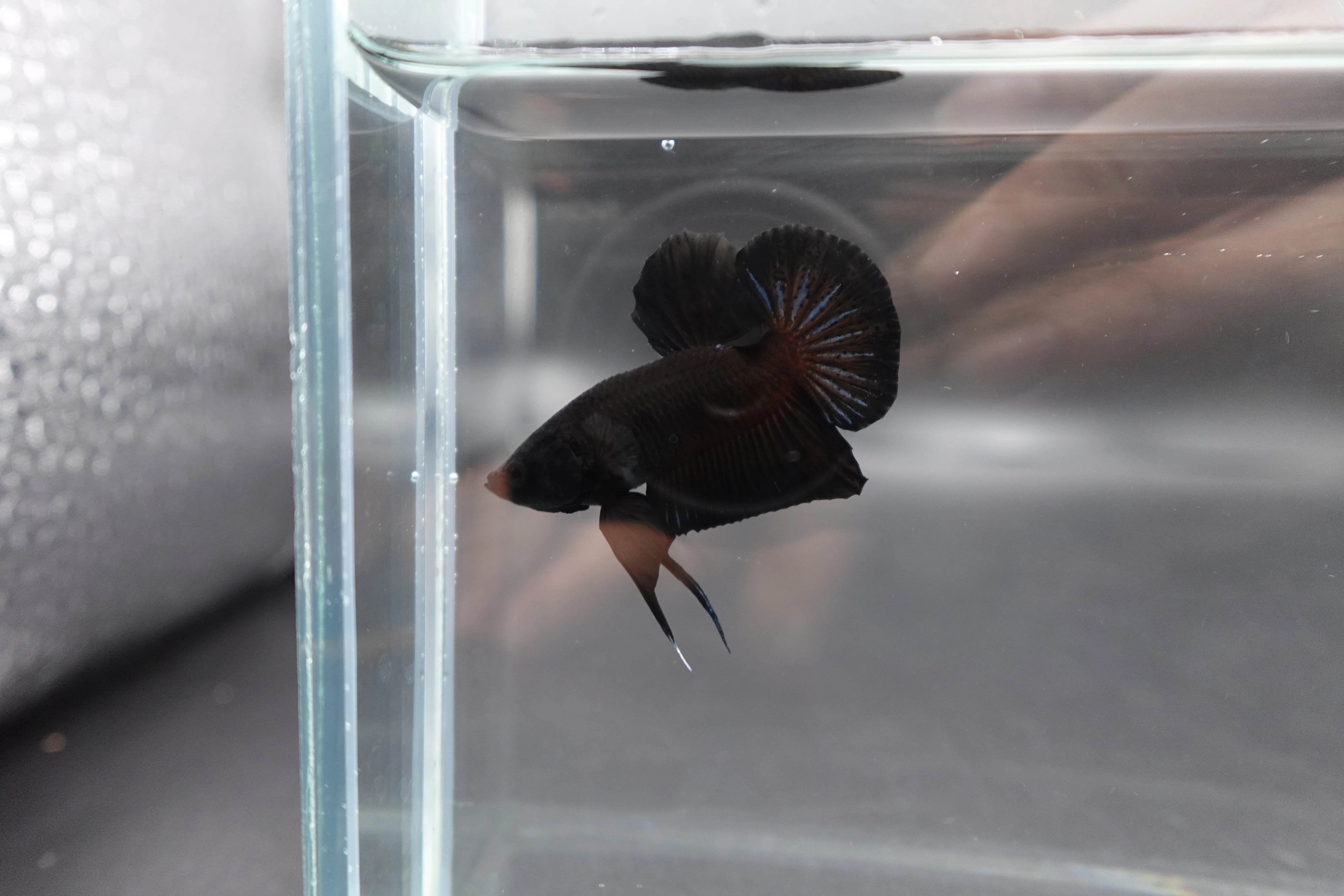 Black Betta Fish (Male) - Image 2