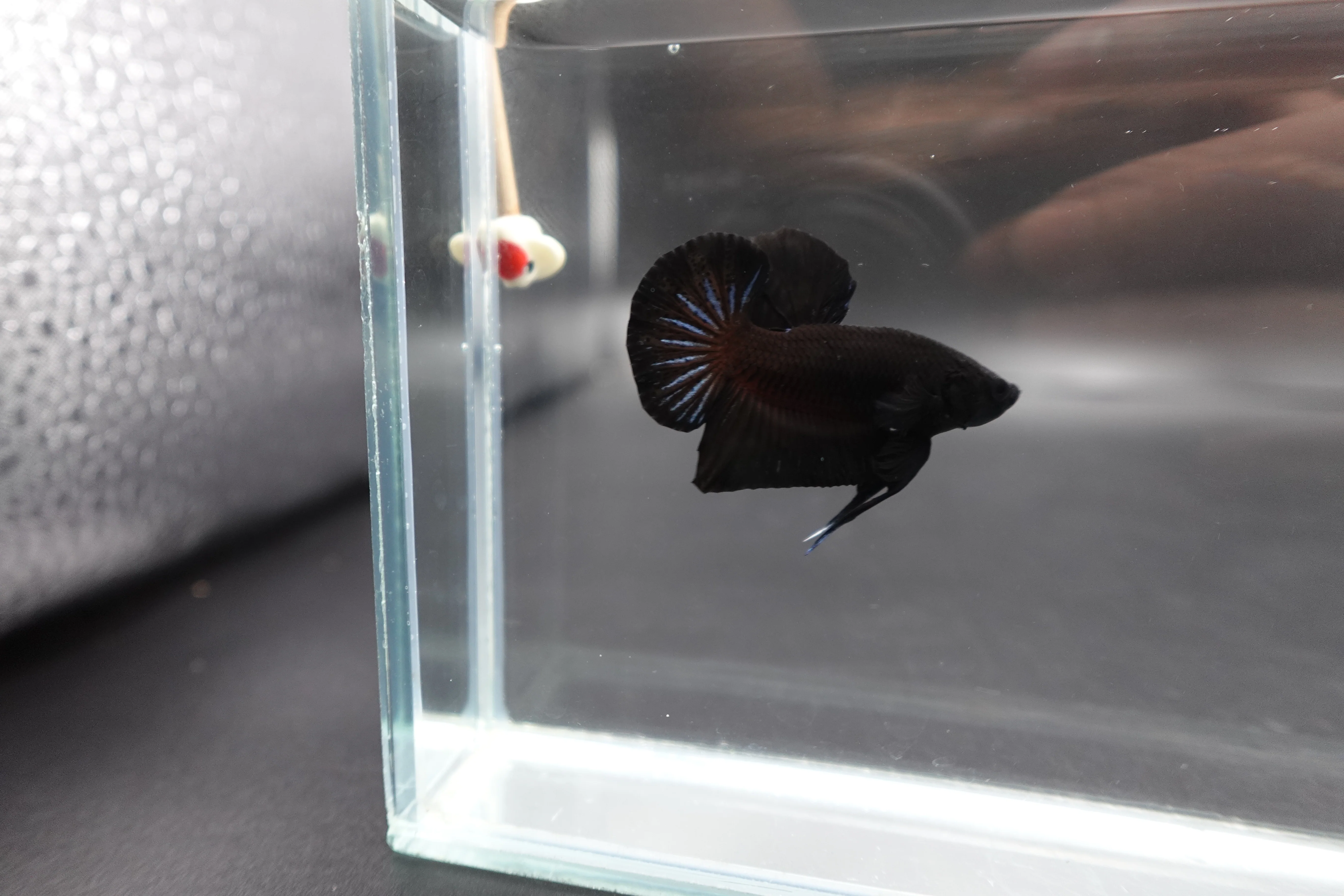 Black Betta Fish (Male) - Image 3