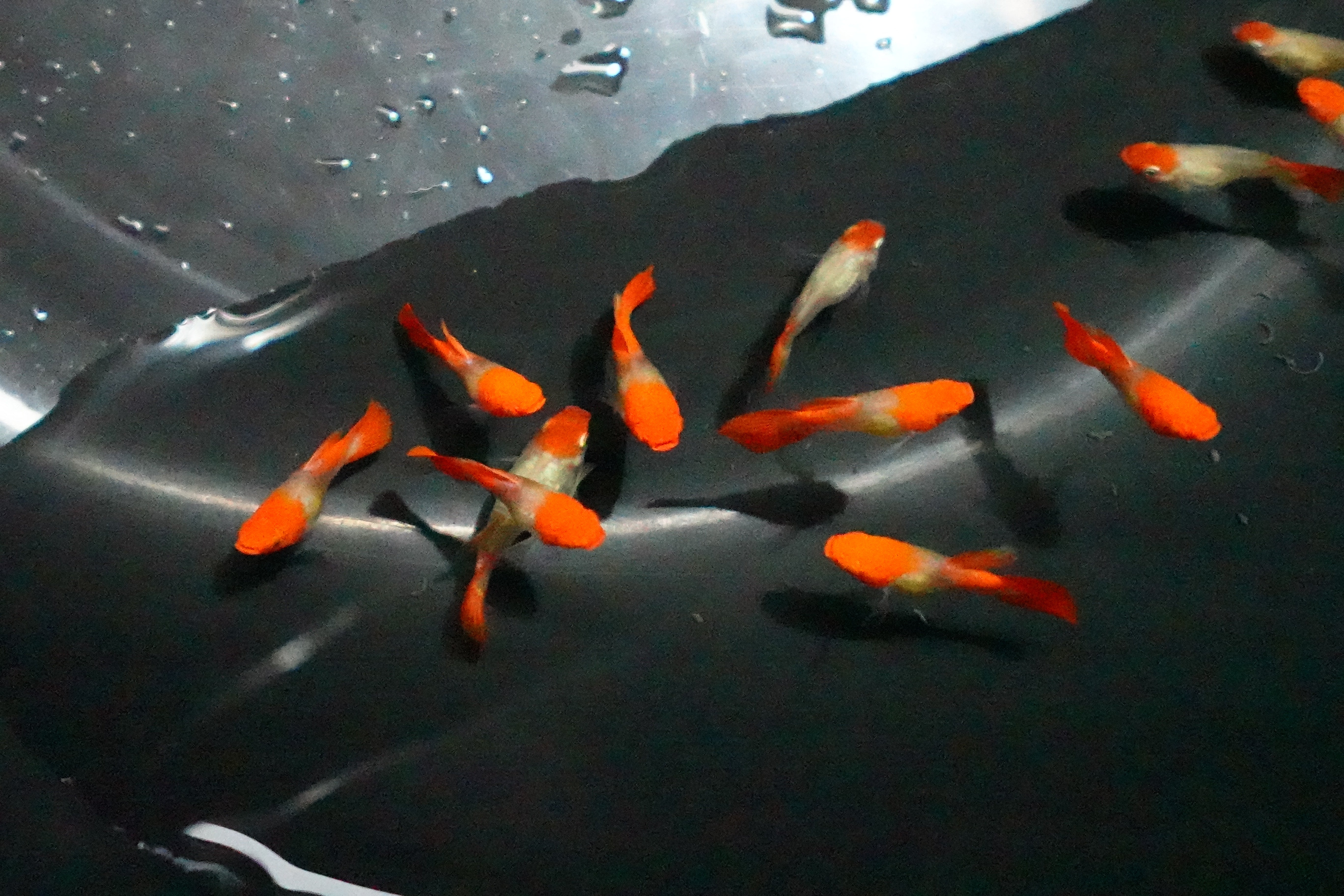 Blonde Tuxedo Koi Short Body Guppy Fish - Image 2