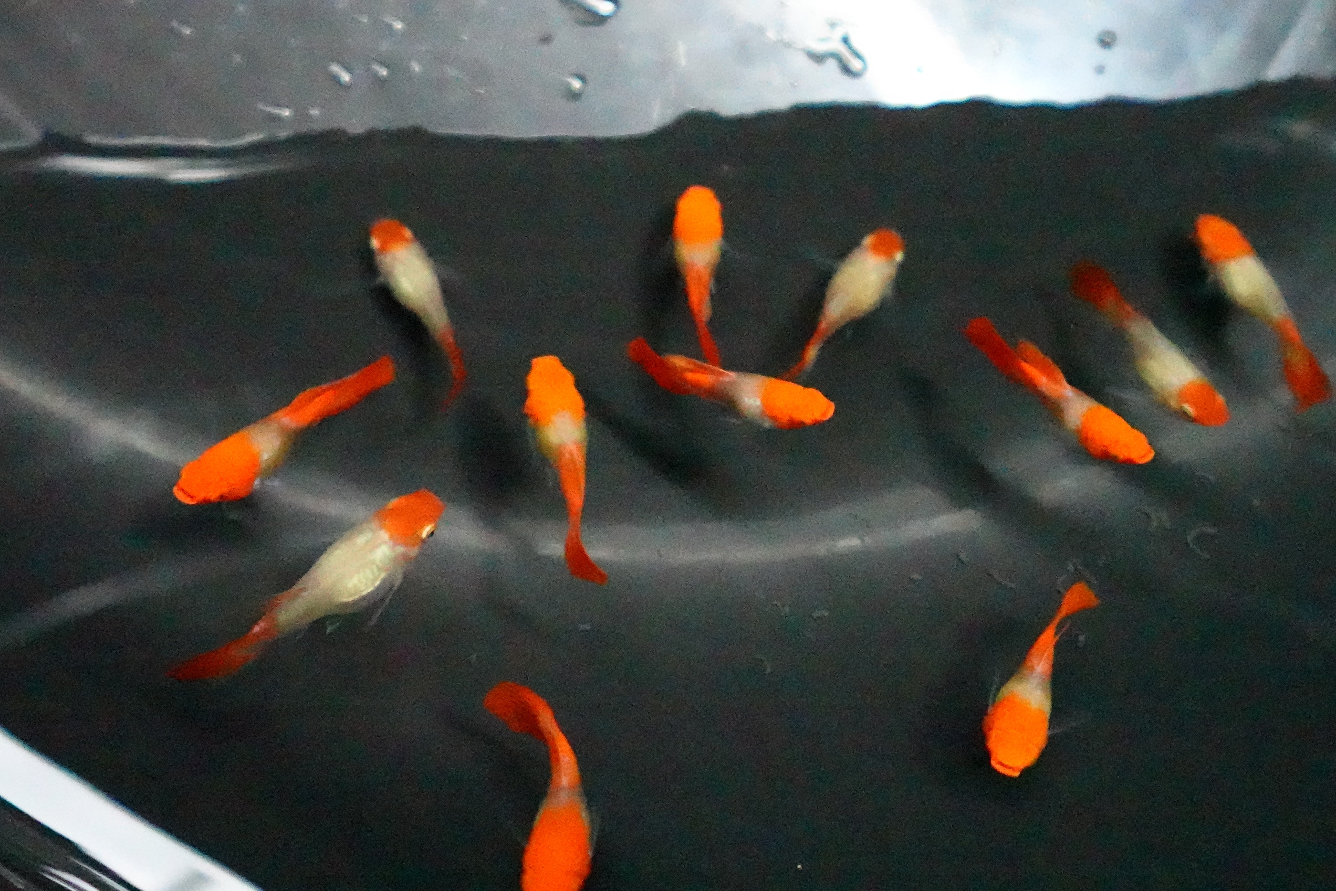 Blonde Tuxedo Koi Short Body Guppy Fish - Image 3
