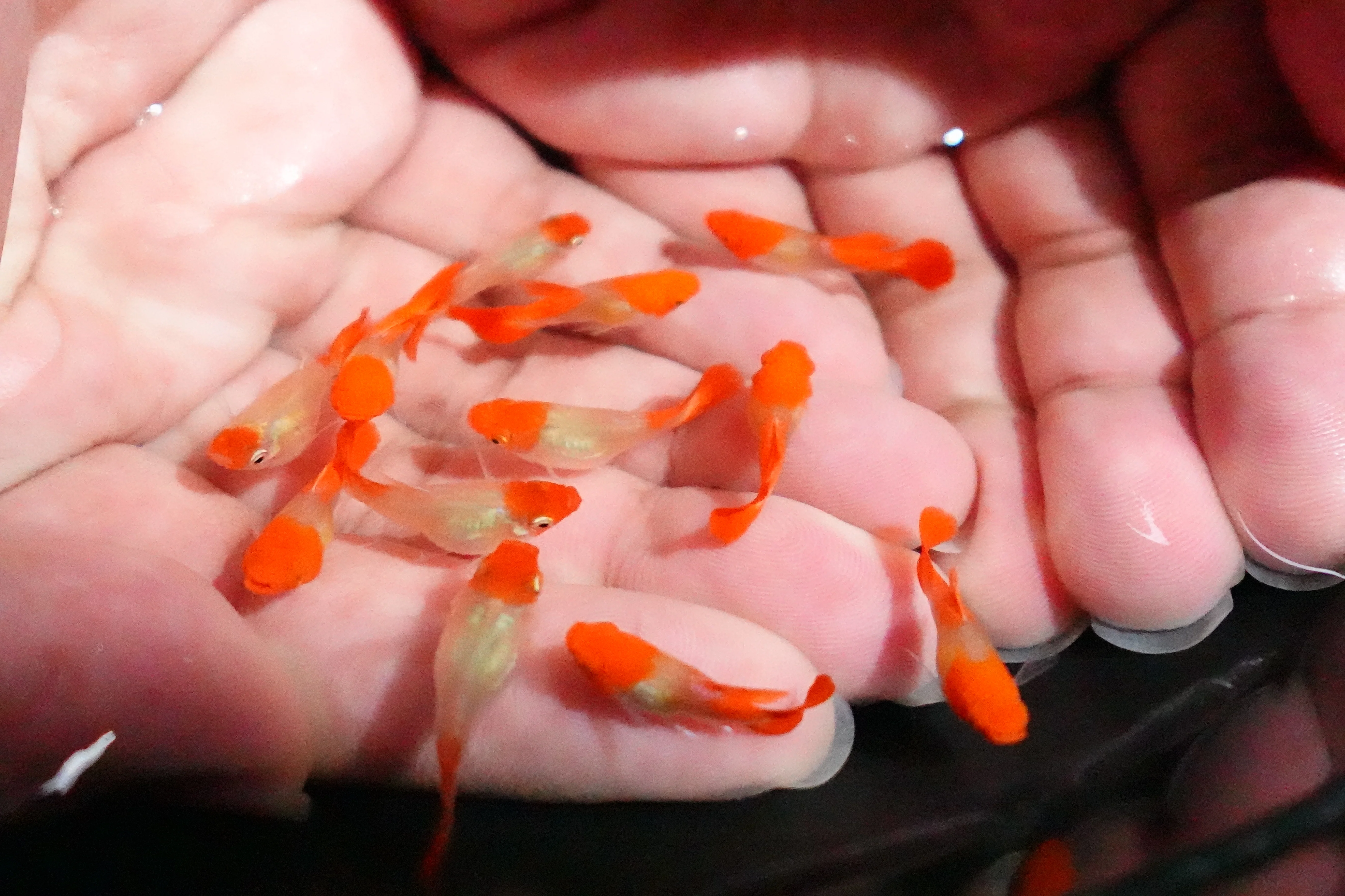 Blonde Tuxedo Koi Short Body Guppy Fish - Image 4