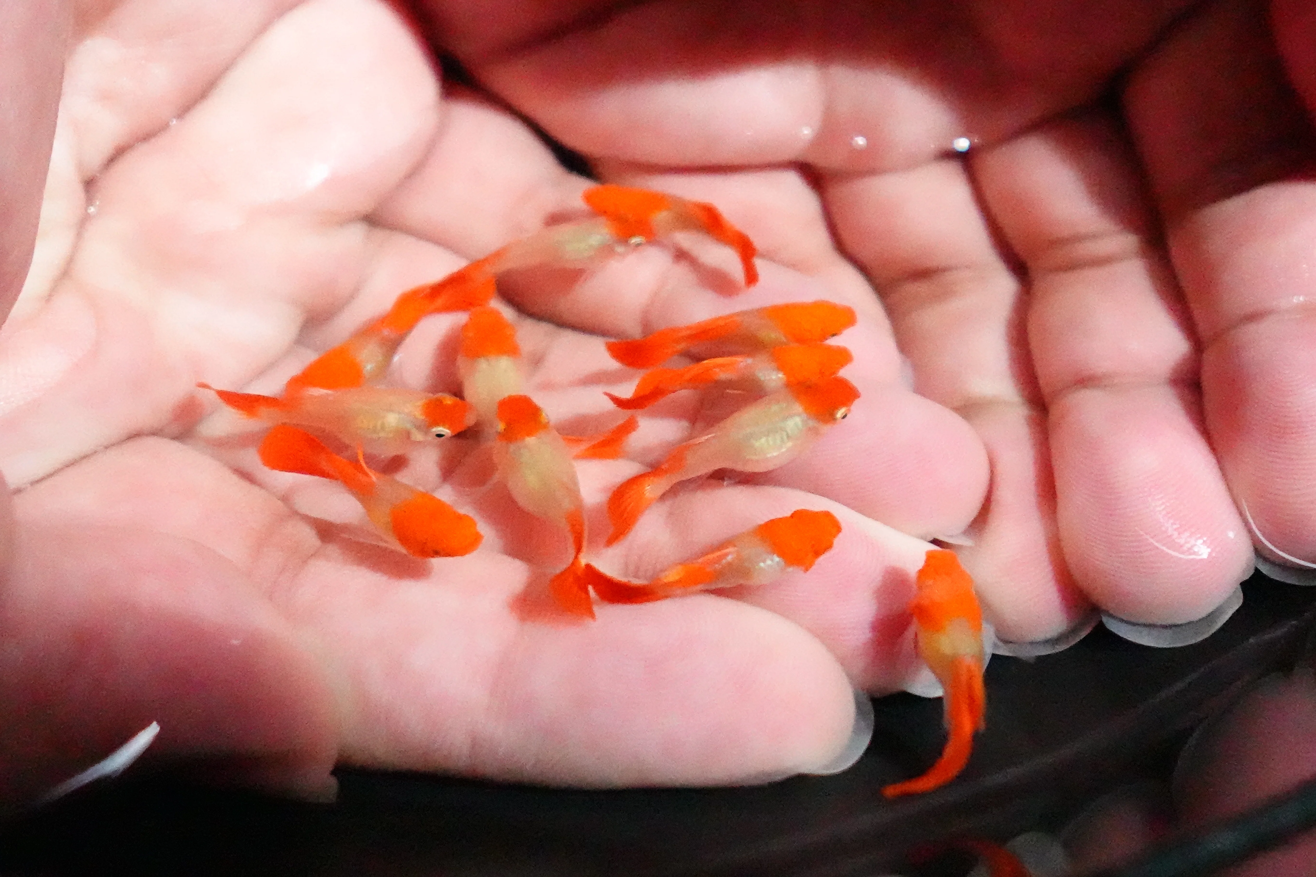 Blonde Tuxedo Koi Short Body Guppy Fish - Image 5