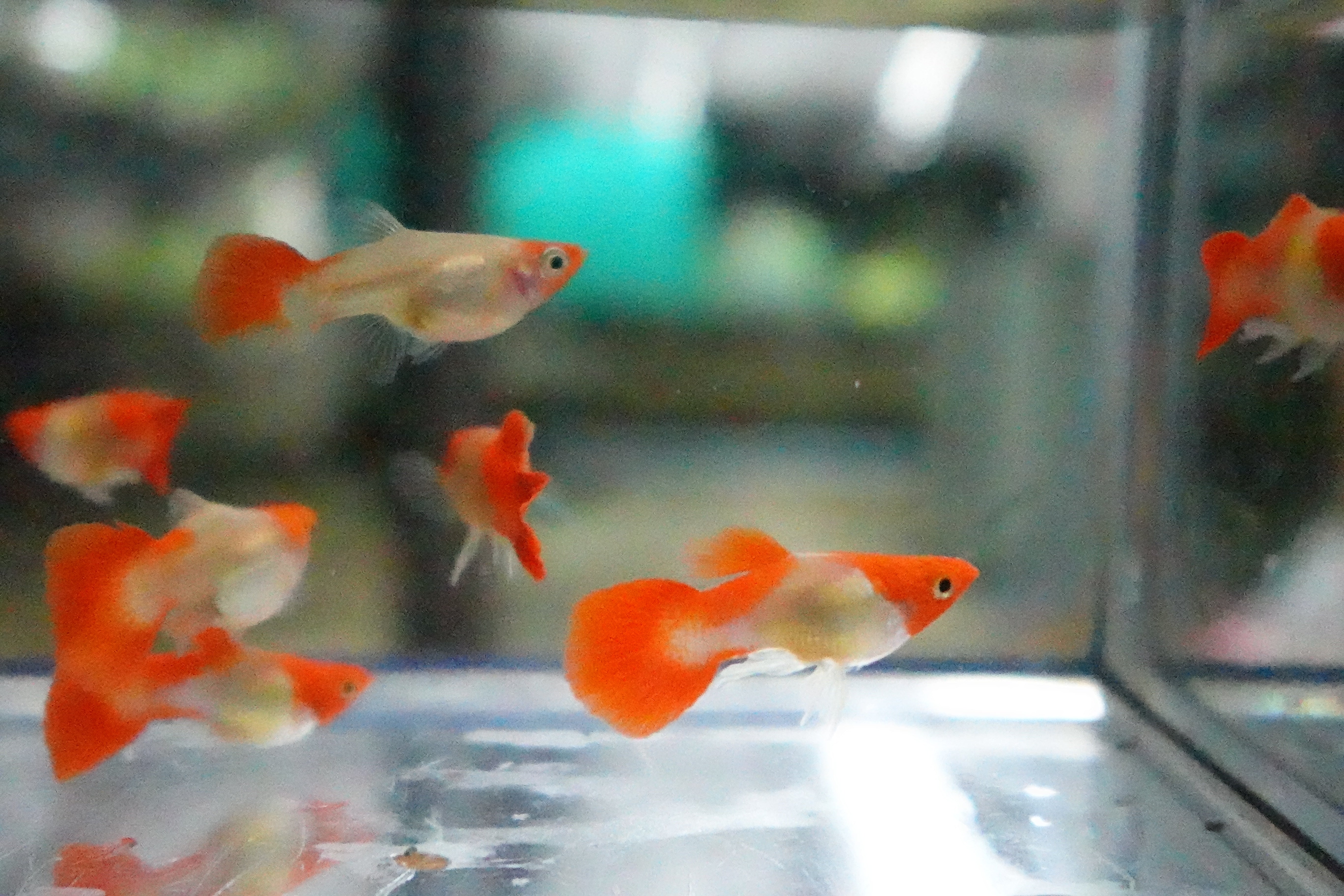 Blonde Tuxedo Koi Short Body Guppy Fish - Image 6
