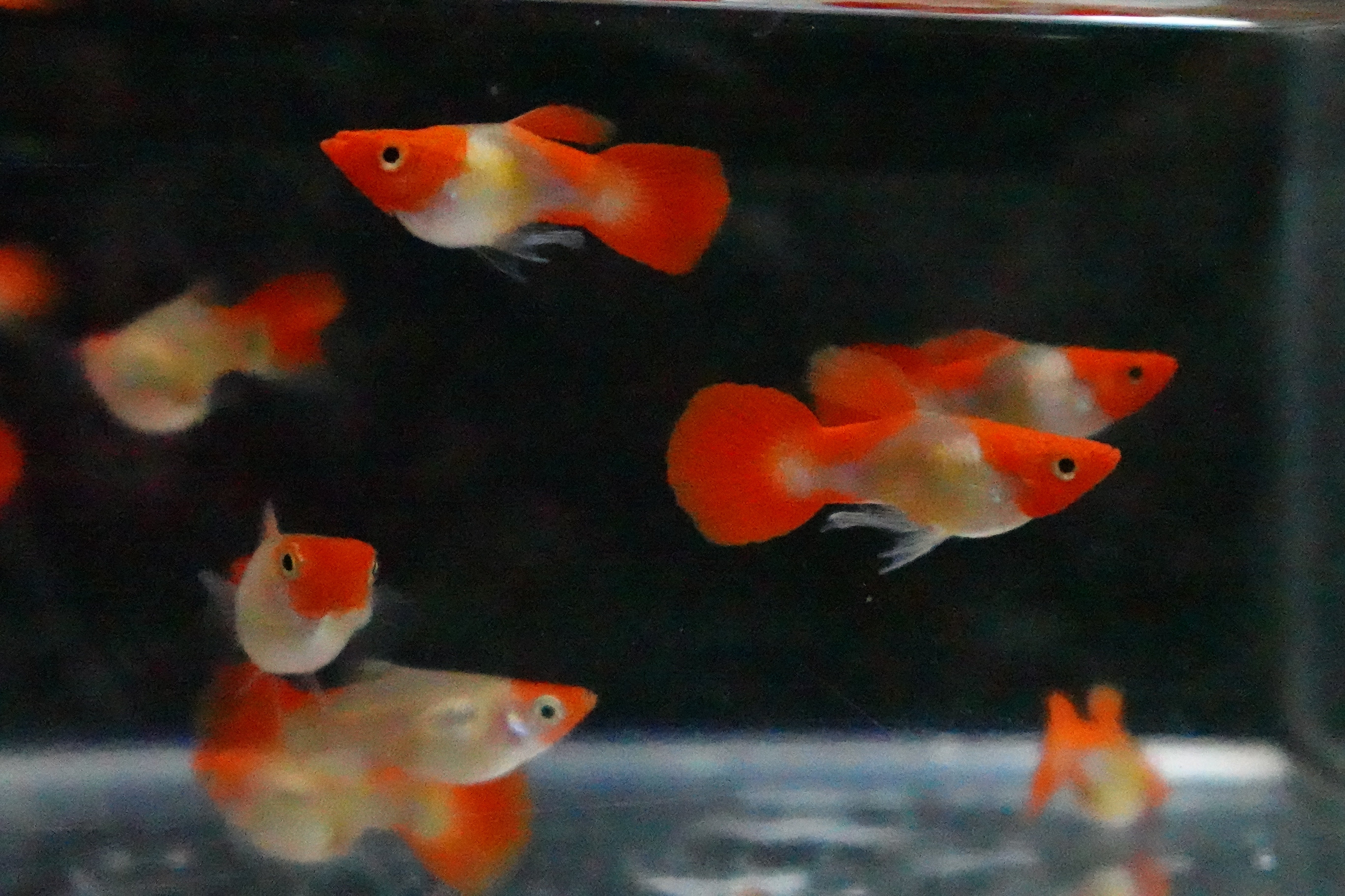 Blonde Tuxedo Koi Short Body Guppy Fish - Image 7